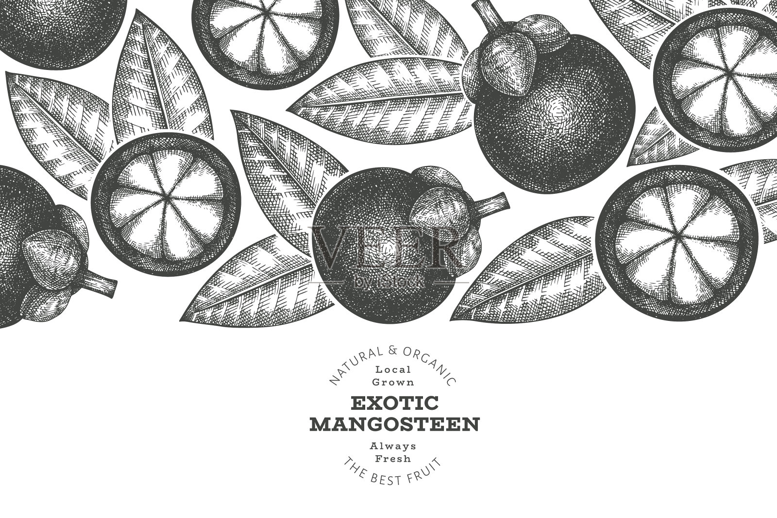 手绘草图风格山竹设计插画图片素材