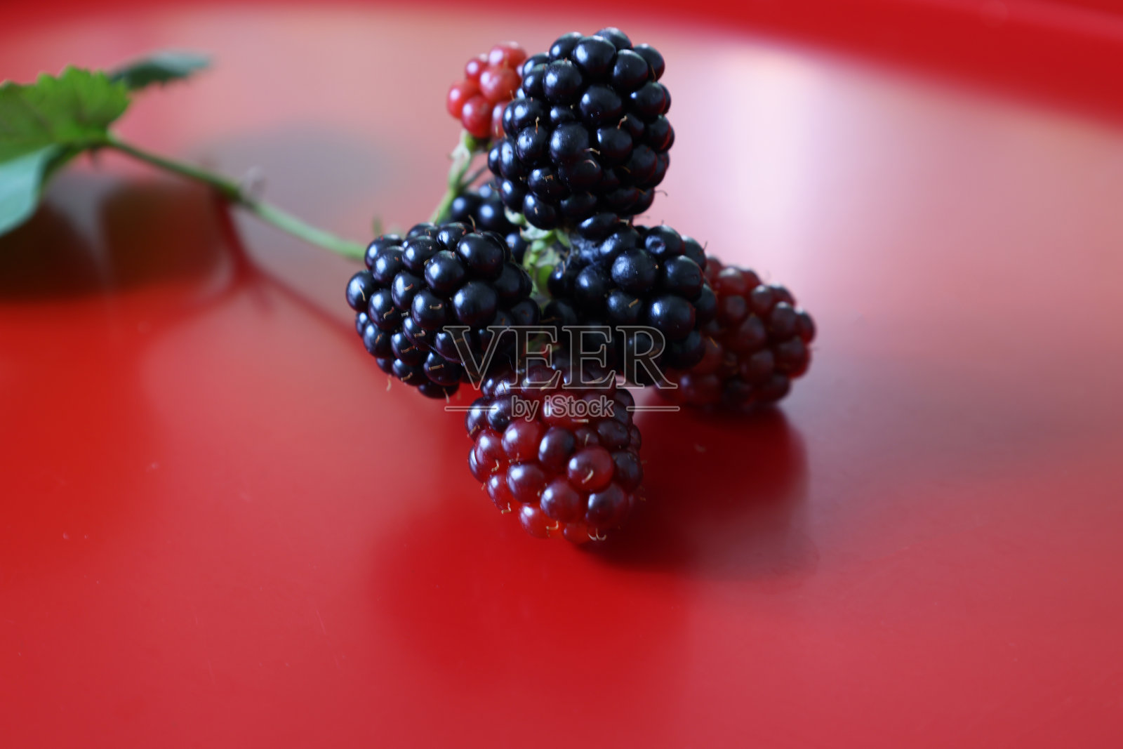 黑莓被孤立在红色背景上。照片摄影图片