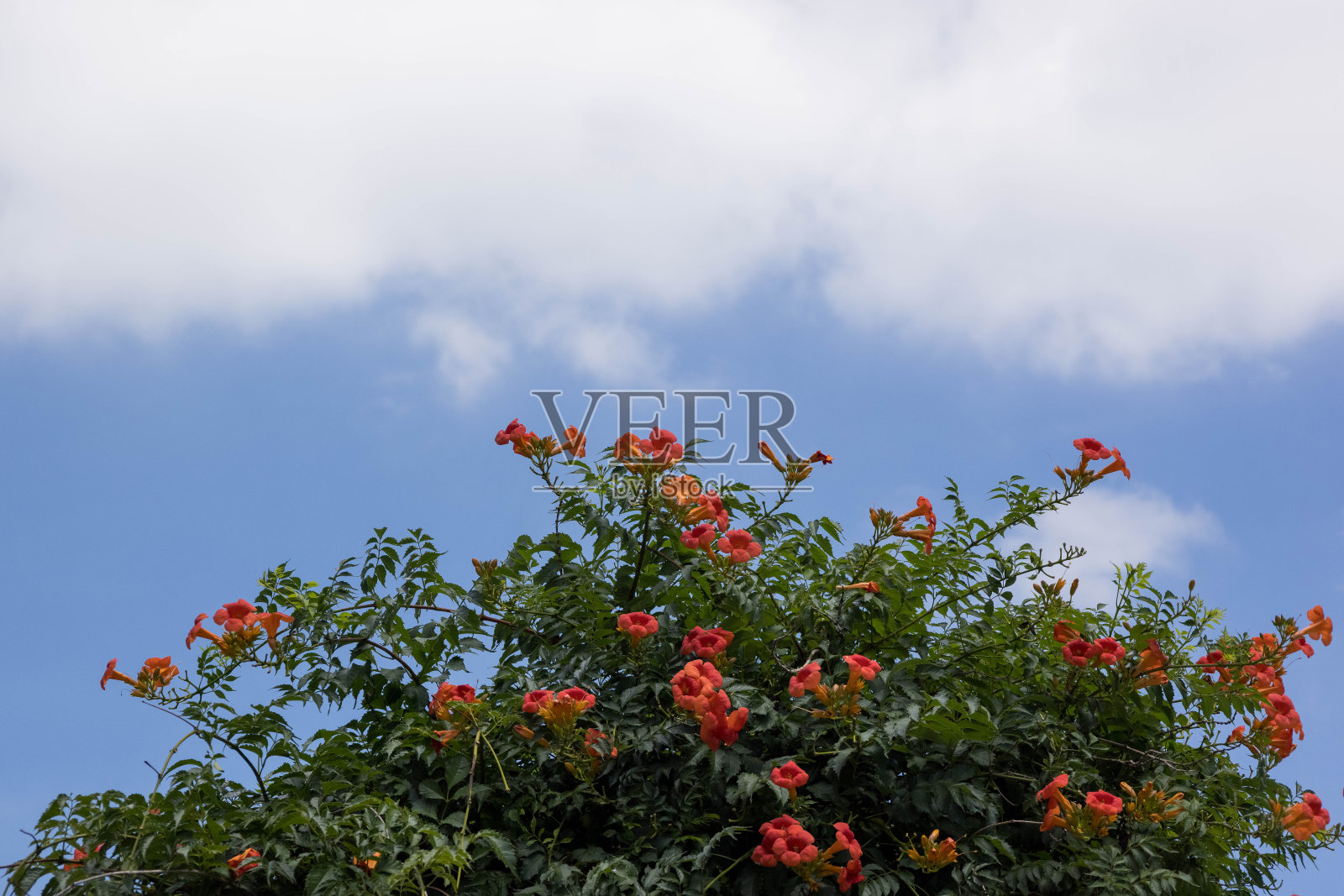 蓝天后面的中国喇叭藤花。照片摄影图片