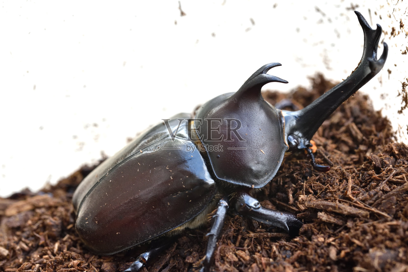 日本犀牛甲虫照片摄影图片