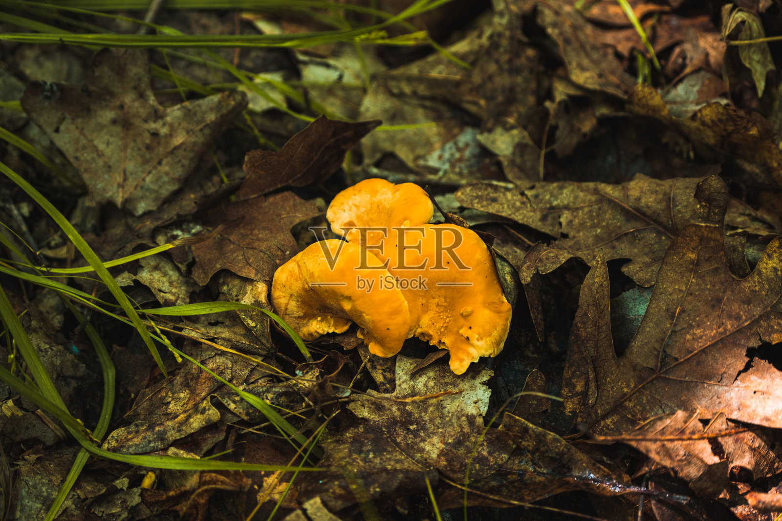 树林里可食用的鸡油菌照片摄影图片