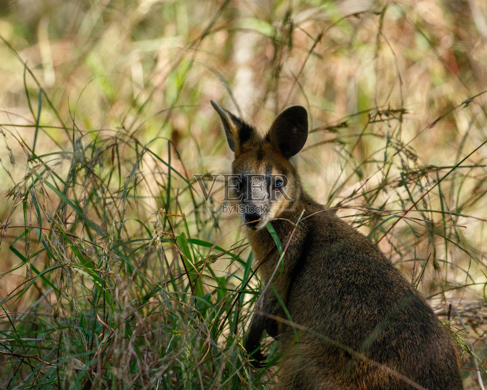 澳大利亚昆士兰州布里斯班的沼泽沙袋鼠(二色沙袋鼠)照片摄影图片