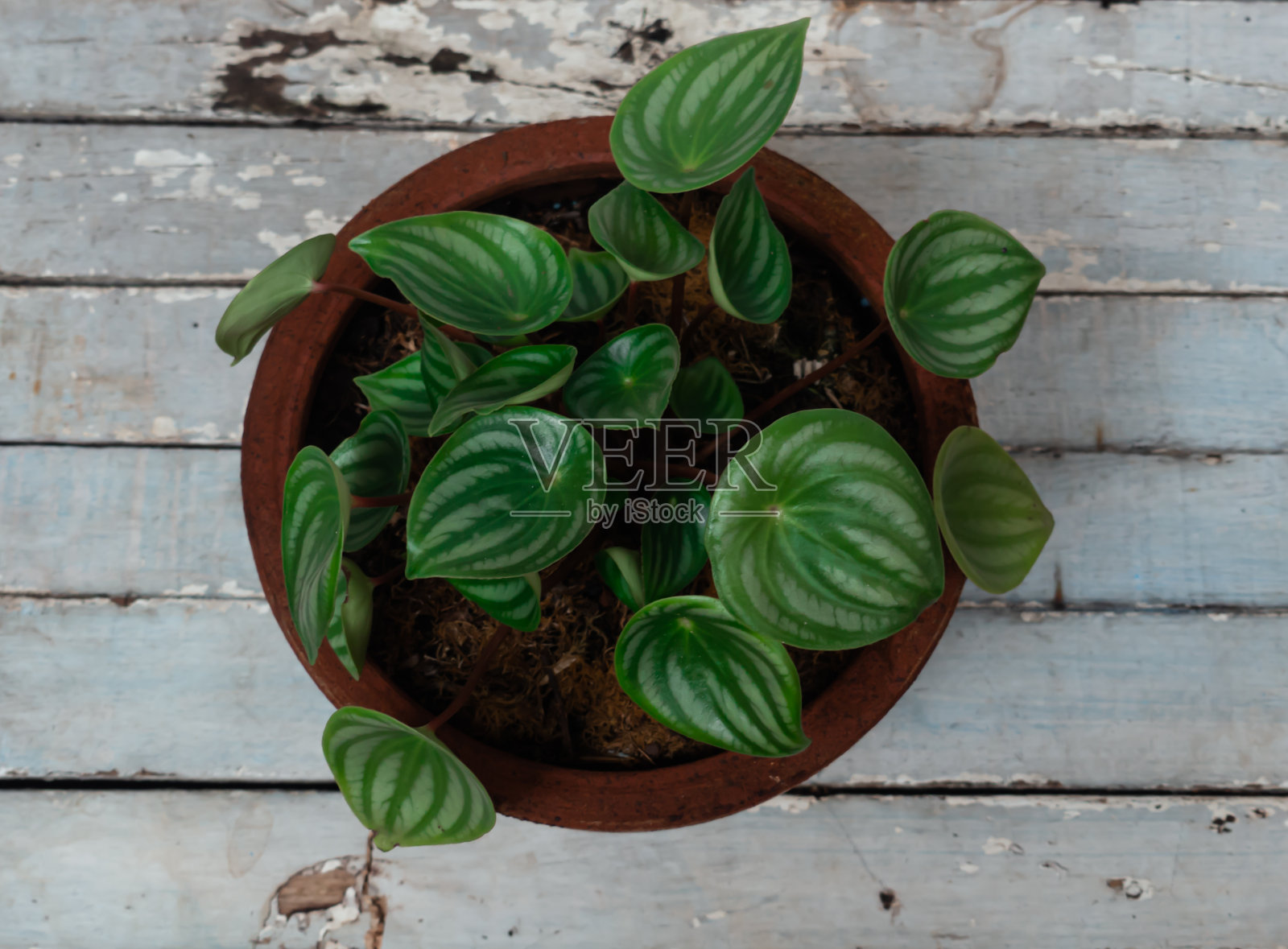 西瓜豆瓣绿属照片摄影图片