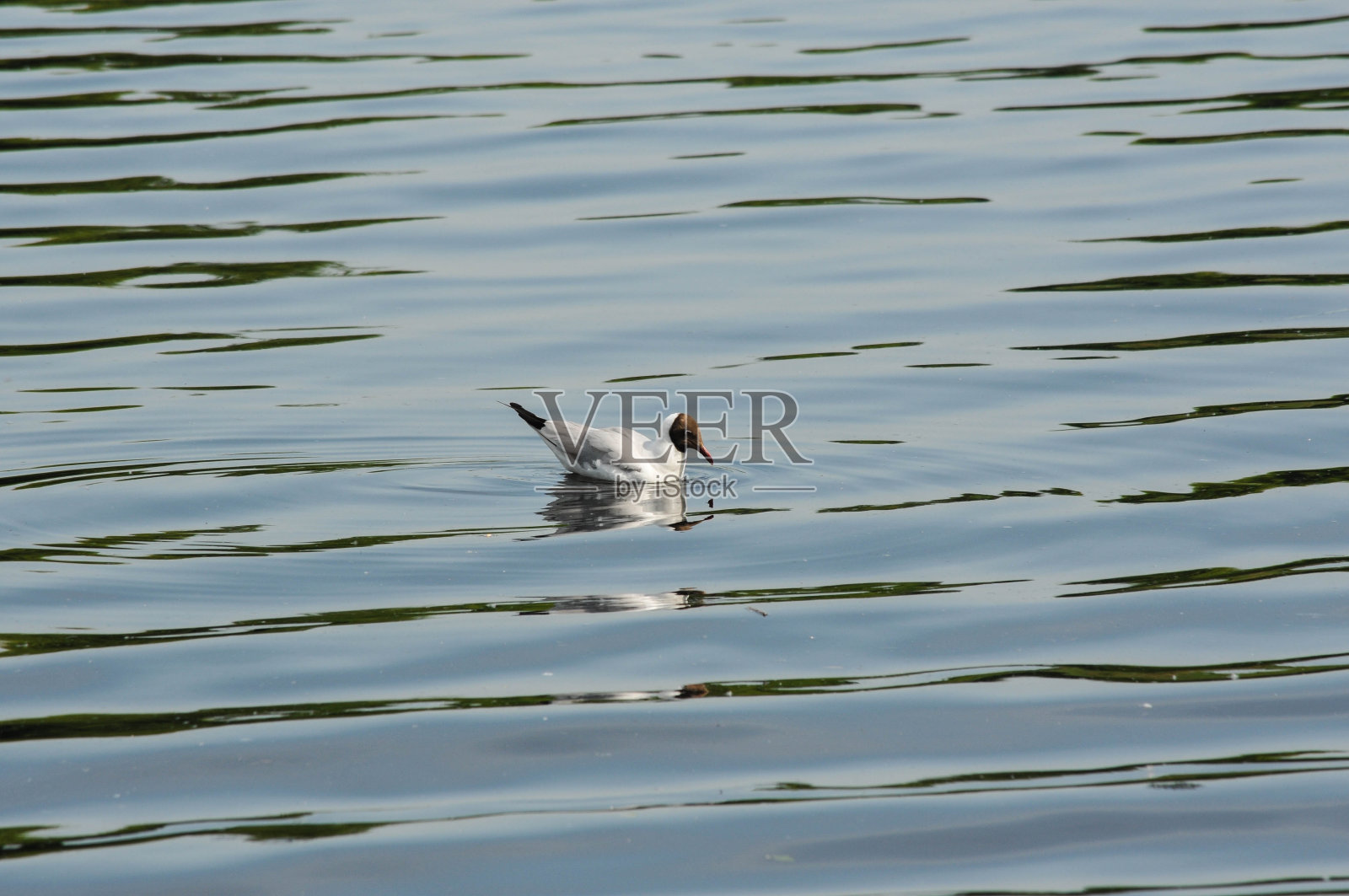 海鸥在灰绿色的水里游泳的放松场景。宁静的风景照片摄影图片
