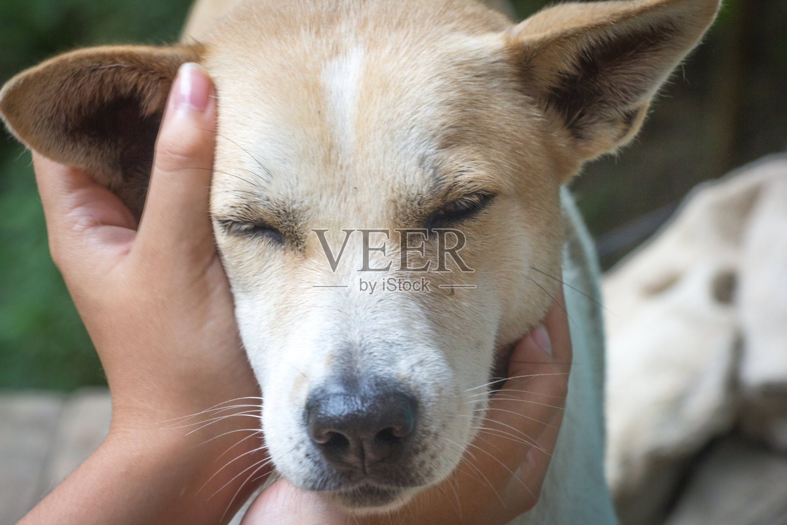 狗被拥抱照片摄影图片