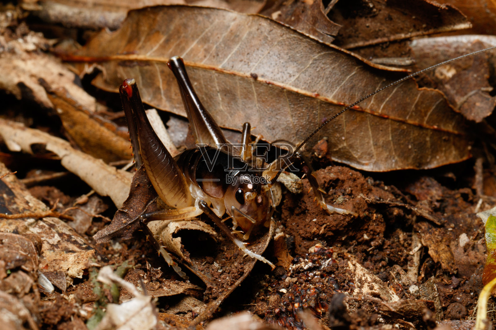 凋落叶中的白膝蟋蟀(Penalva flavoceata)照片摄影图片