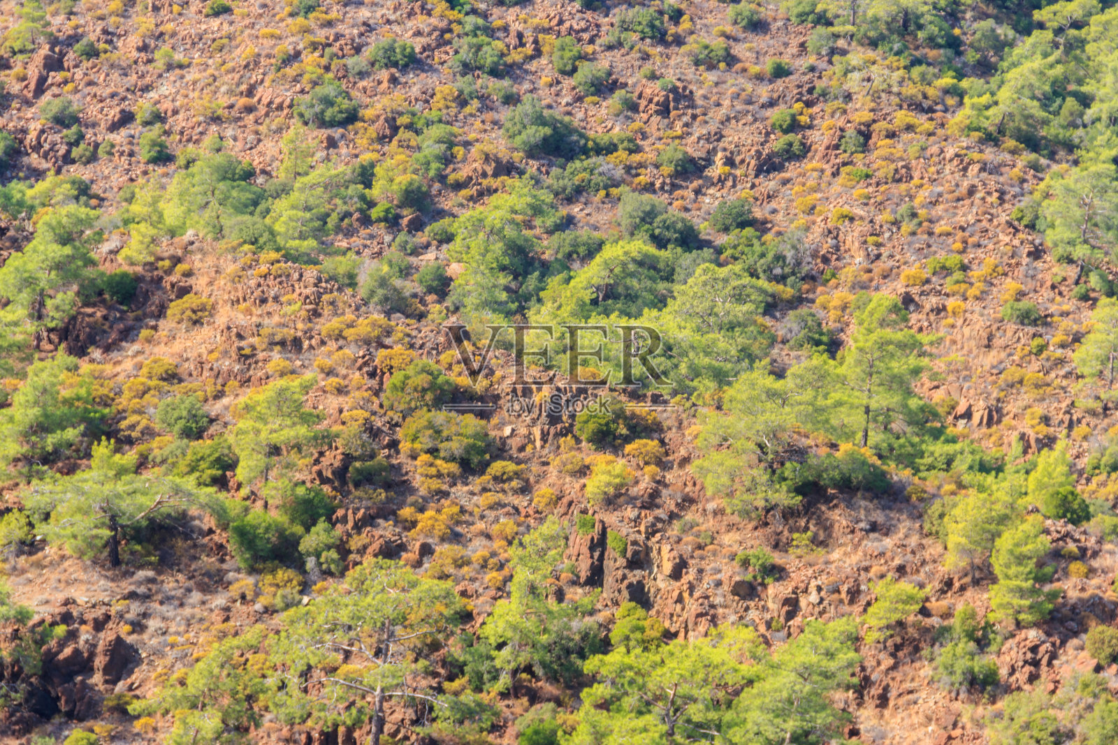 在土耳其安塔利亚省科梅尔附近的金牛座山脉的松树林照片摄影图片
