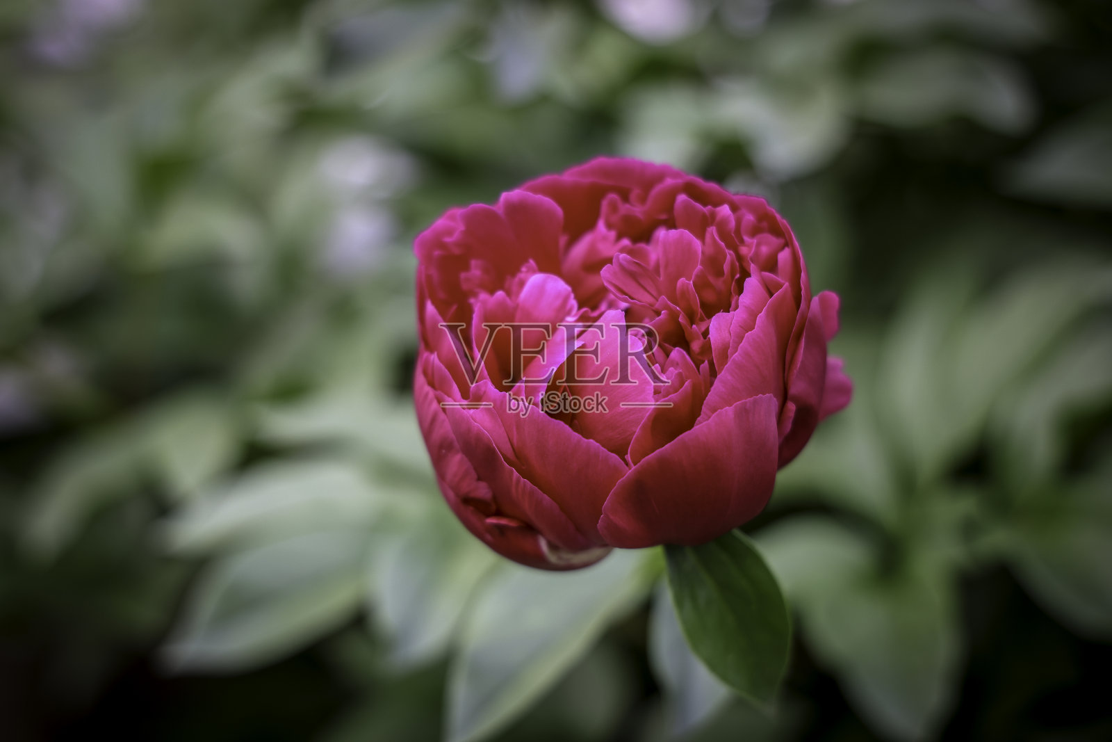 粉色牡丹3照片摄影图片