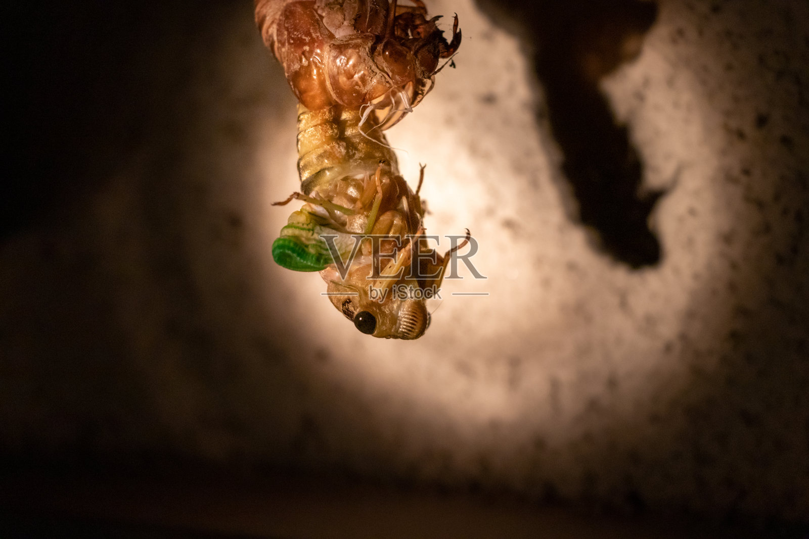 蝉从壳里出来了照片摄影图片