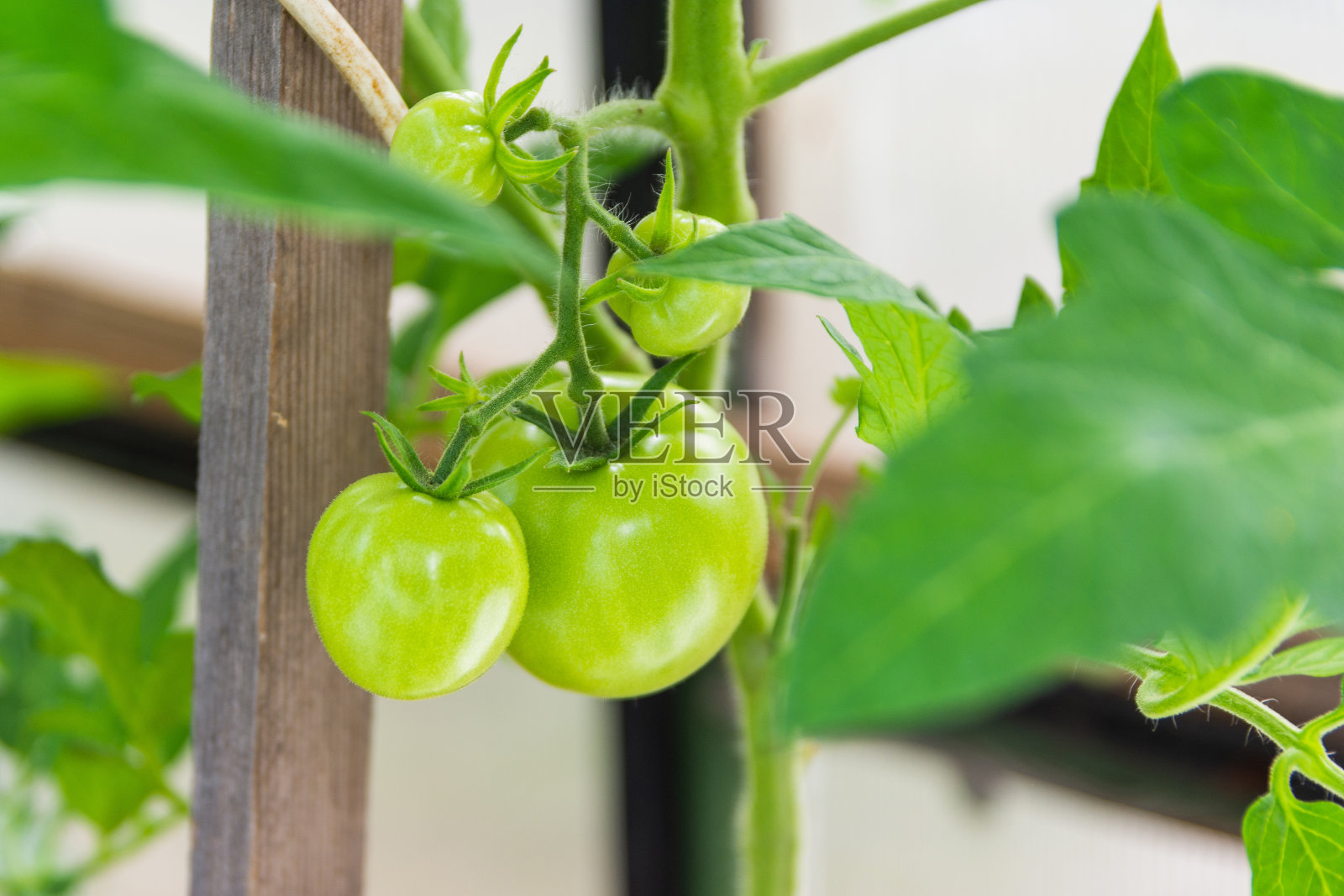 未成熟的绿色西红柿挂在温室的树枝上。小西红柿在温室里成熟照片摄影图片