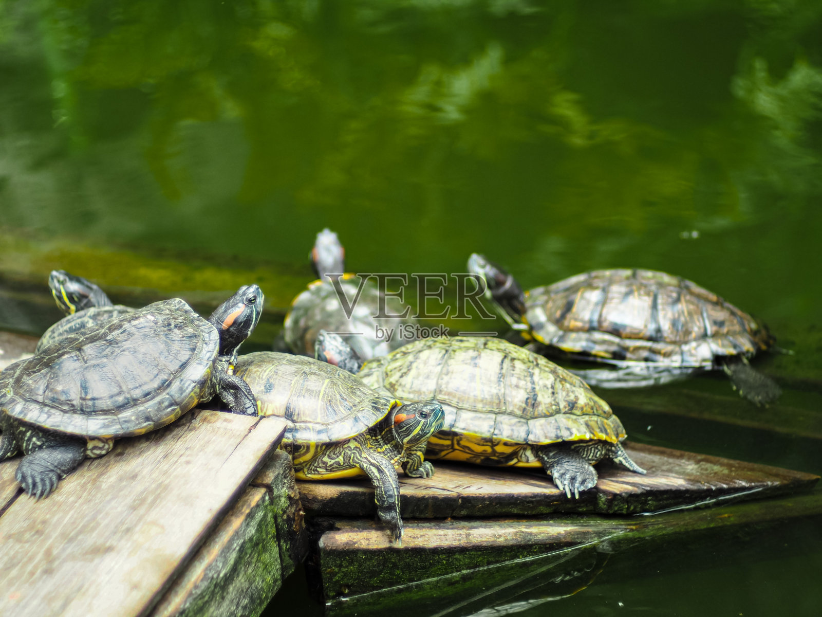 群海龟照片摄影图片