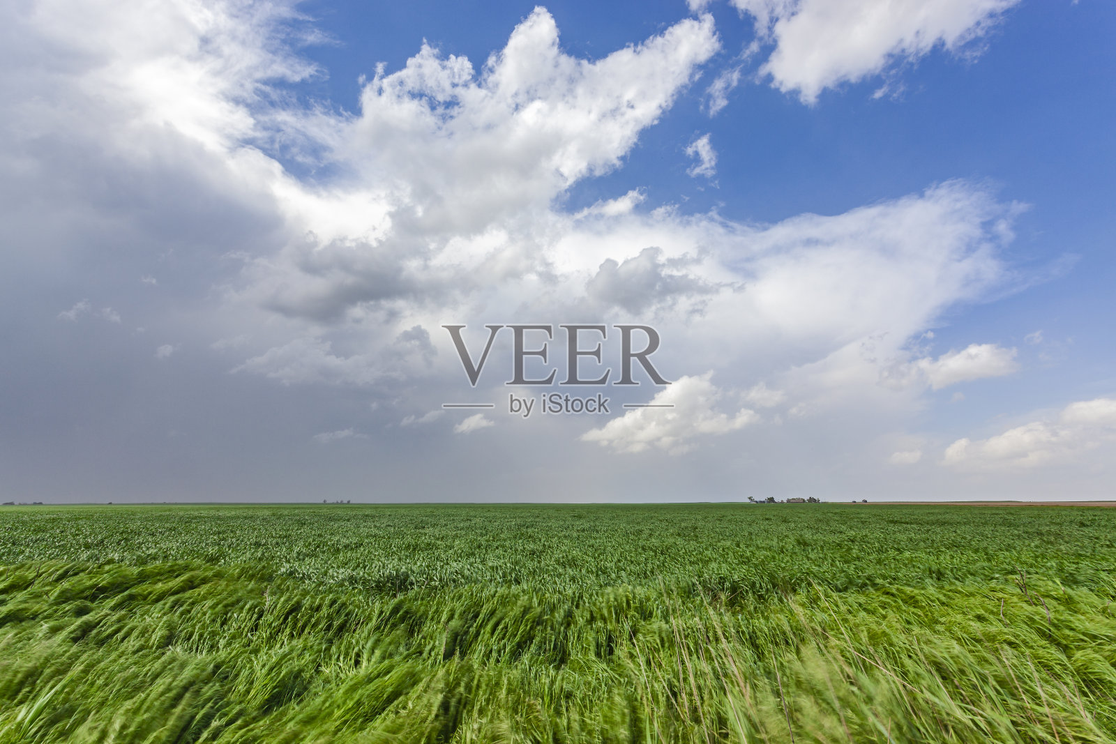 引人注目的乌云开始不祥地在绿色的麦田上堆积照片摄影图片