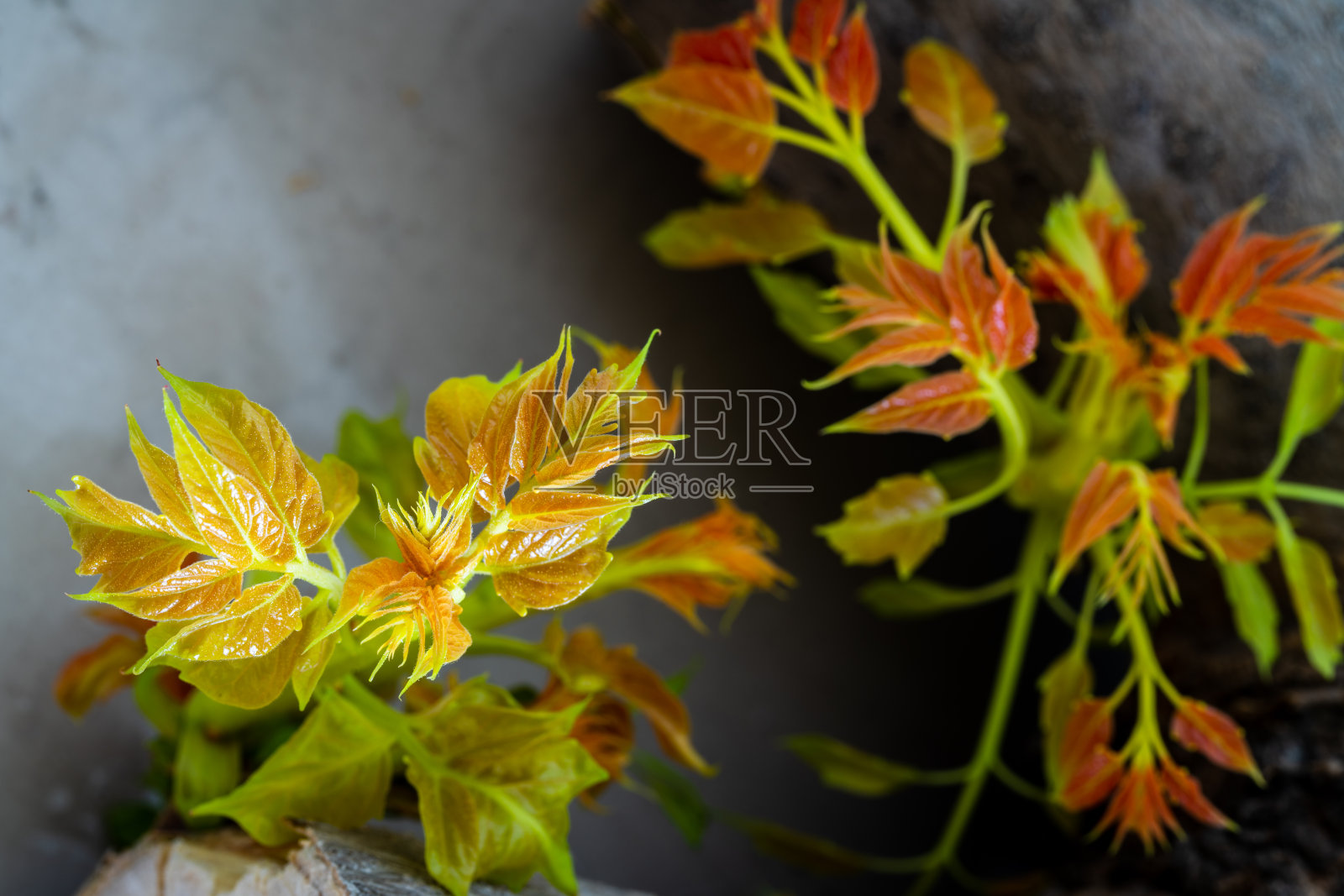 春天树芽照片摄影图片