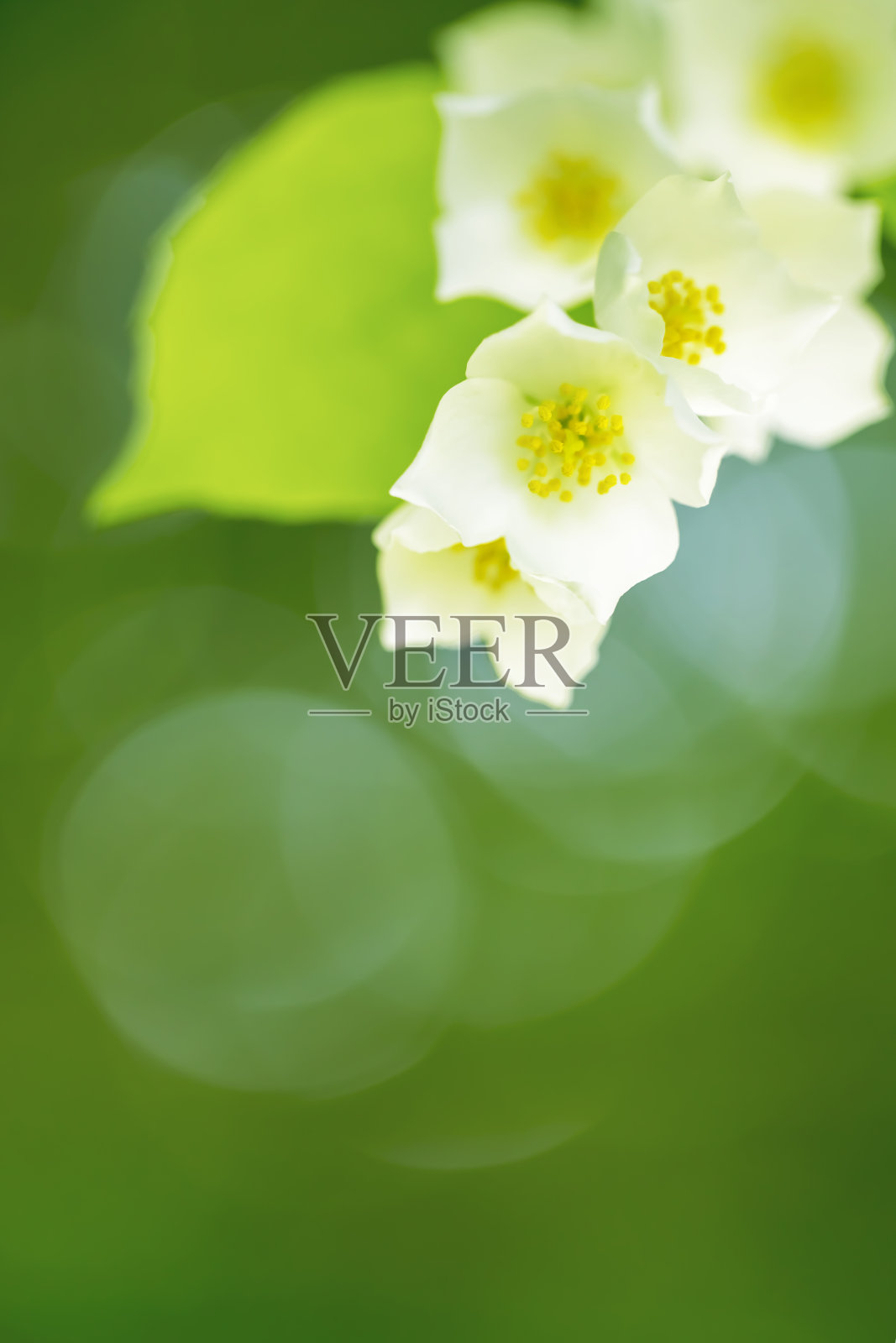 茉莉花开花特写照片摄影图片