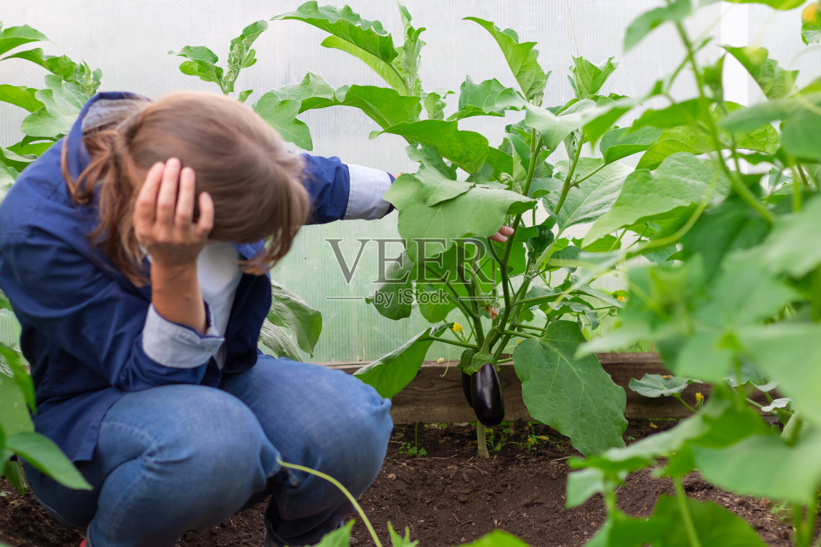 一个炎热的夏天，一个穿着蓝色衬衫的年轻农妇在温室里收割茄子。有选择性的重点照片摄影图片