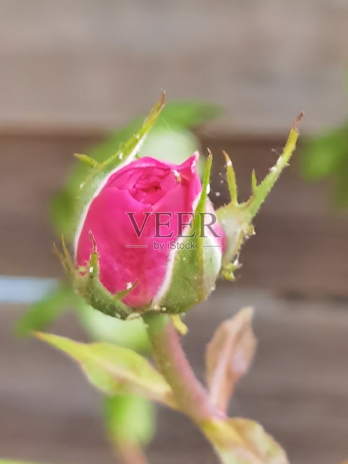 美丽的玫瑰花照片摄影图片