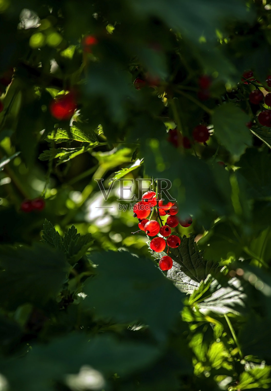 花园里灌木上鲜红的醋栗照片摄影图片