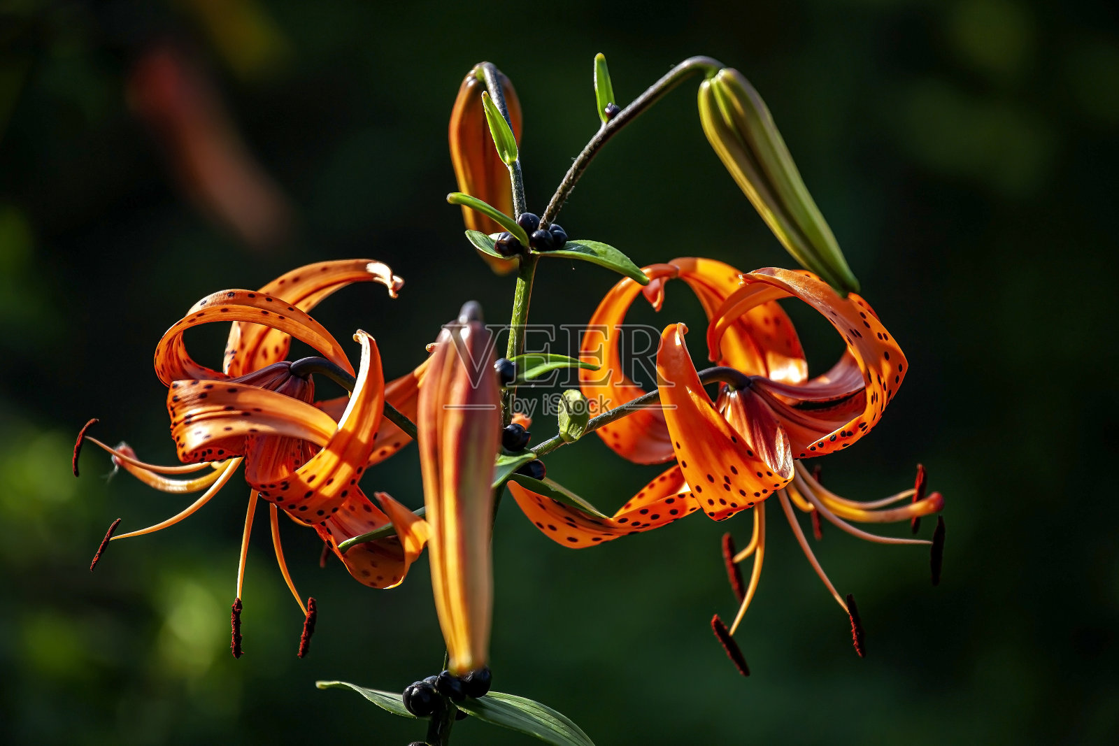 花园里鲜艳精致的桔黄色虎百合照片摄影图片