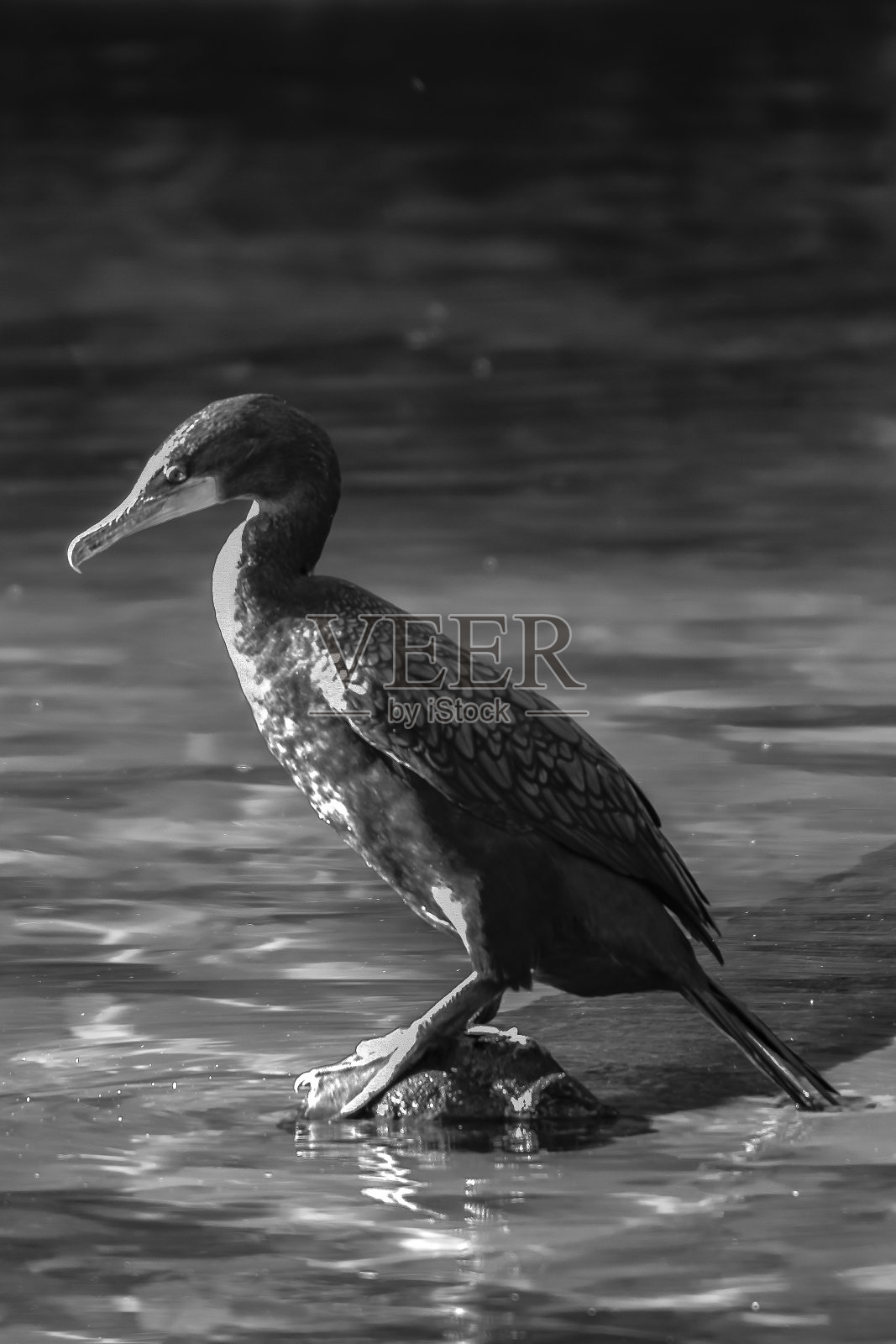 丰富多彩的风景和自然摄影照片摄影图片