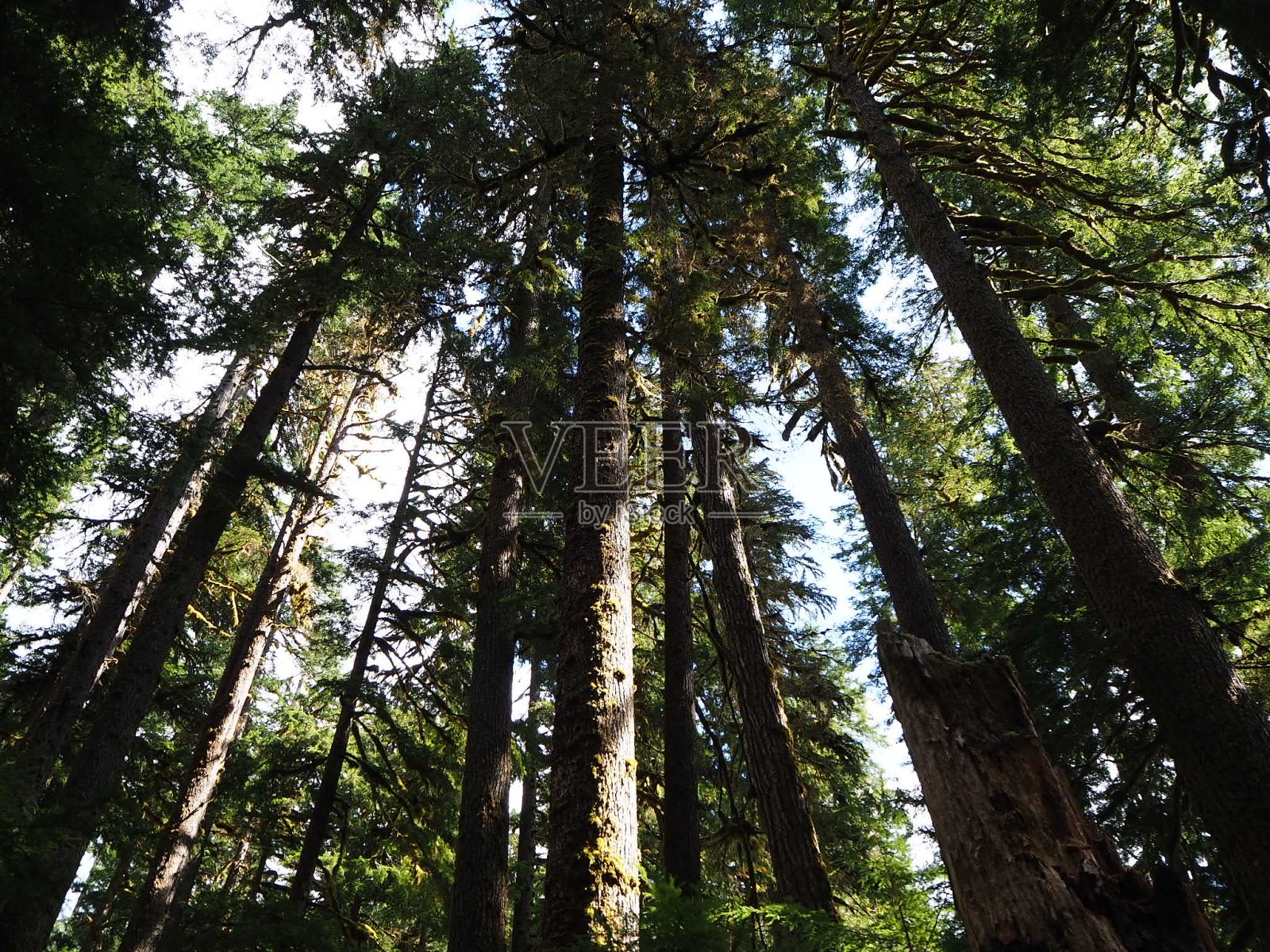 查找照片摄影图片