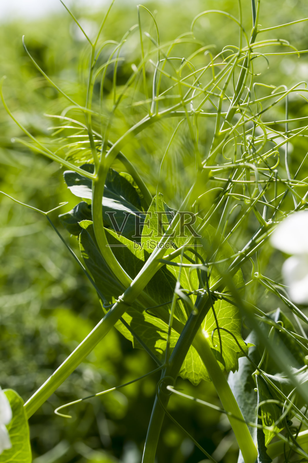 种植绿色豌豆的农田照片摄影图片