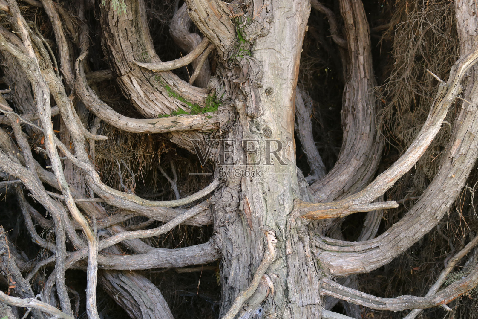 奇怪的树干，有许多树枝，像有角的和正在生长的根照片摄影图片