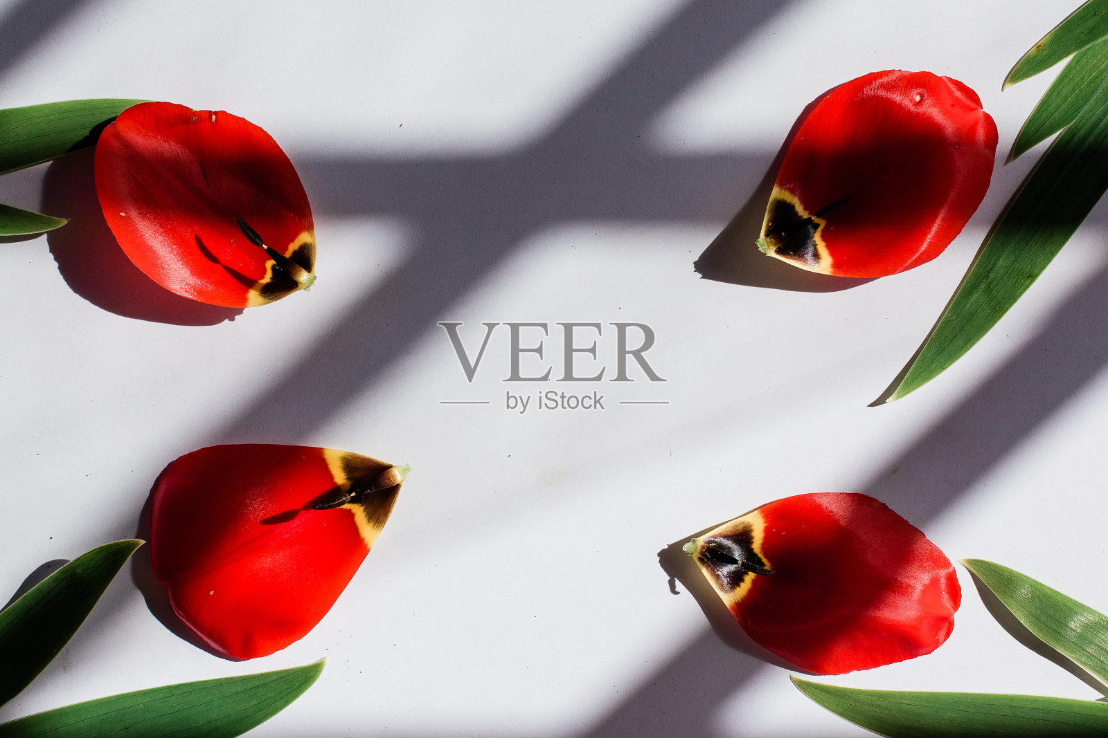 鲜花平铺，艺术背景照片摄影图片