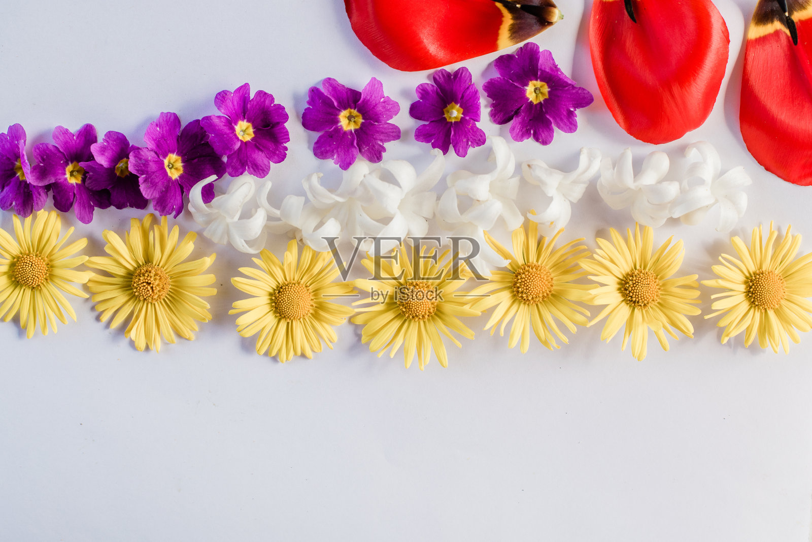 鲜花平铺，艺术背景照片摄影图片