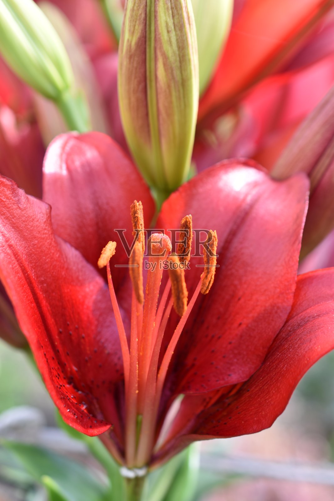 百合科拉洛的杂交花在花园里鲜艳的红色照片摄影图片