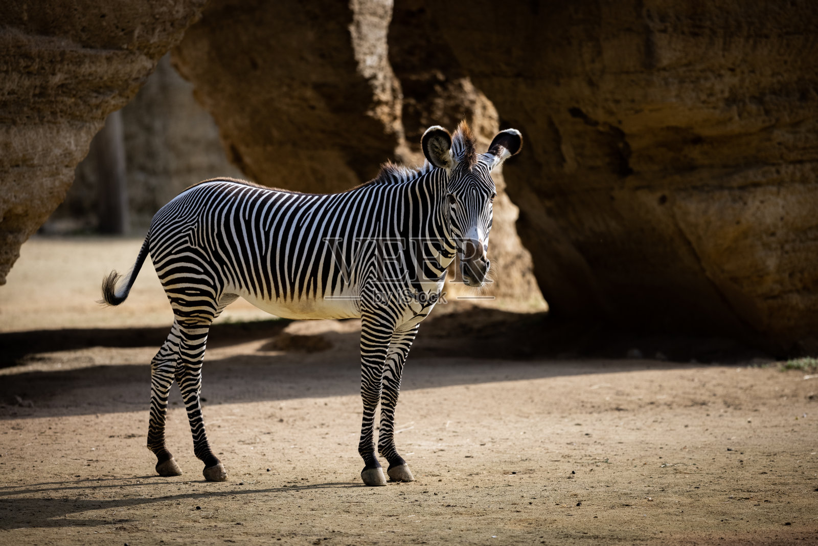 一只Grévy斑马在山里行走照片摄影图片