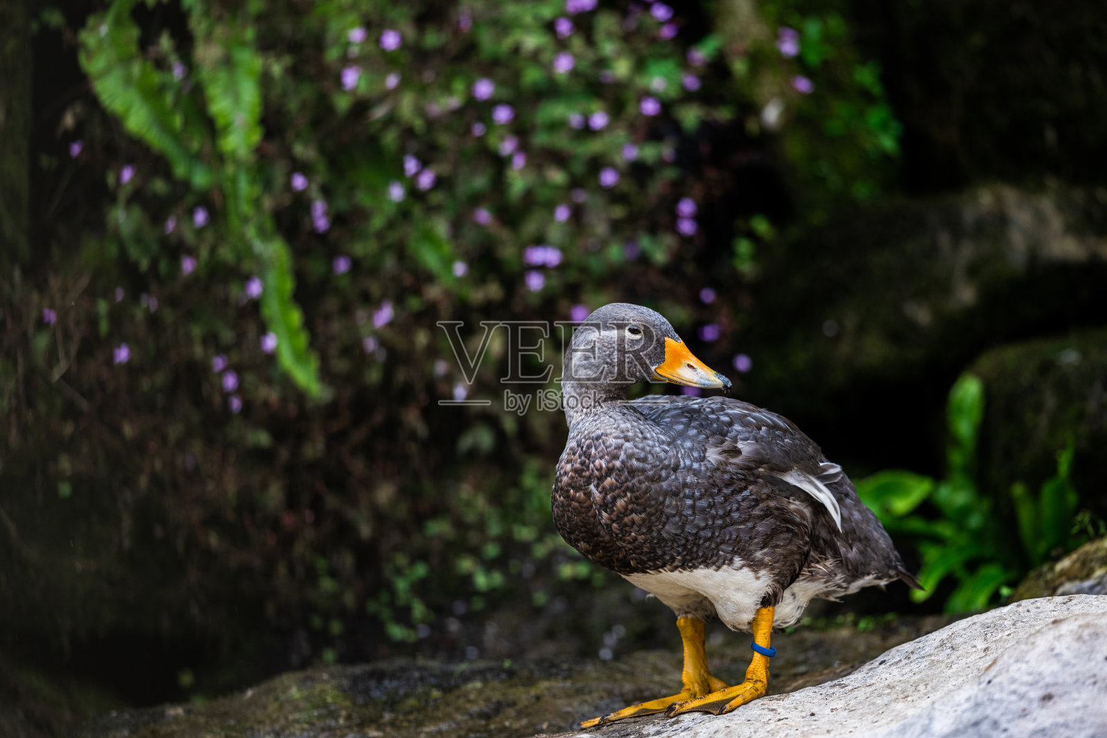 瀑布附近一只汽锅鸭的肖像照片摄影图片