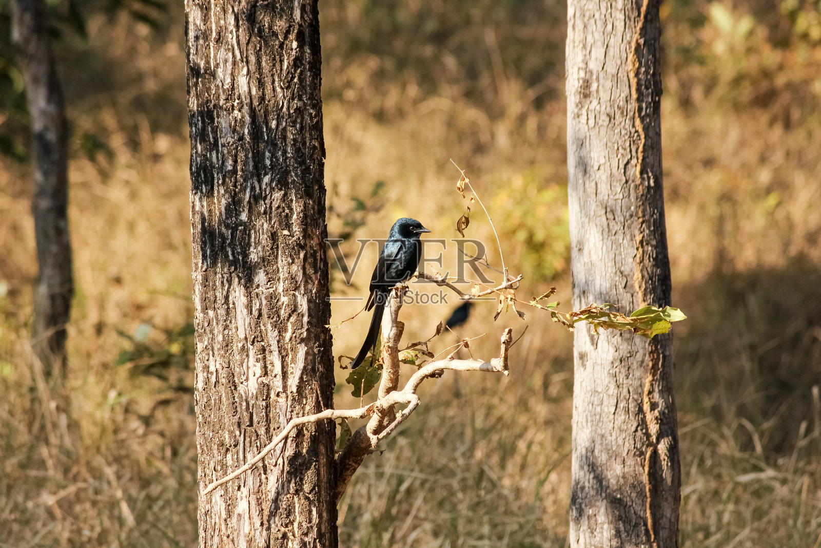 一只黑色的卓戈栖息在树枝上照片摄影图片
