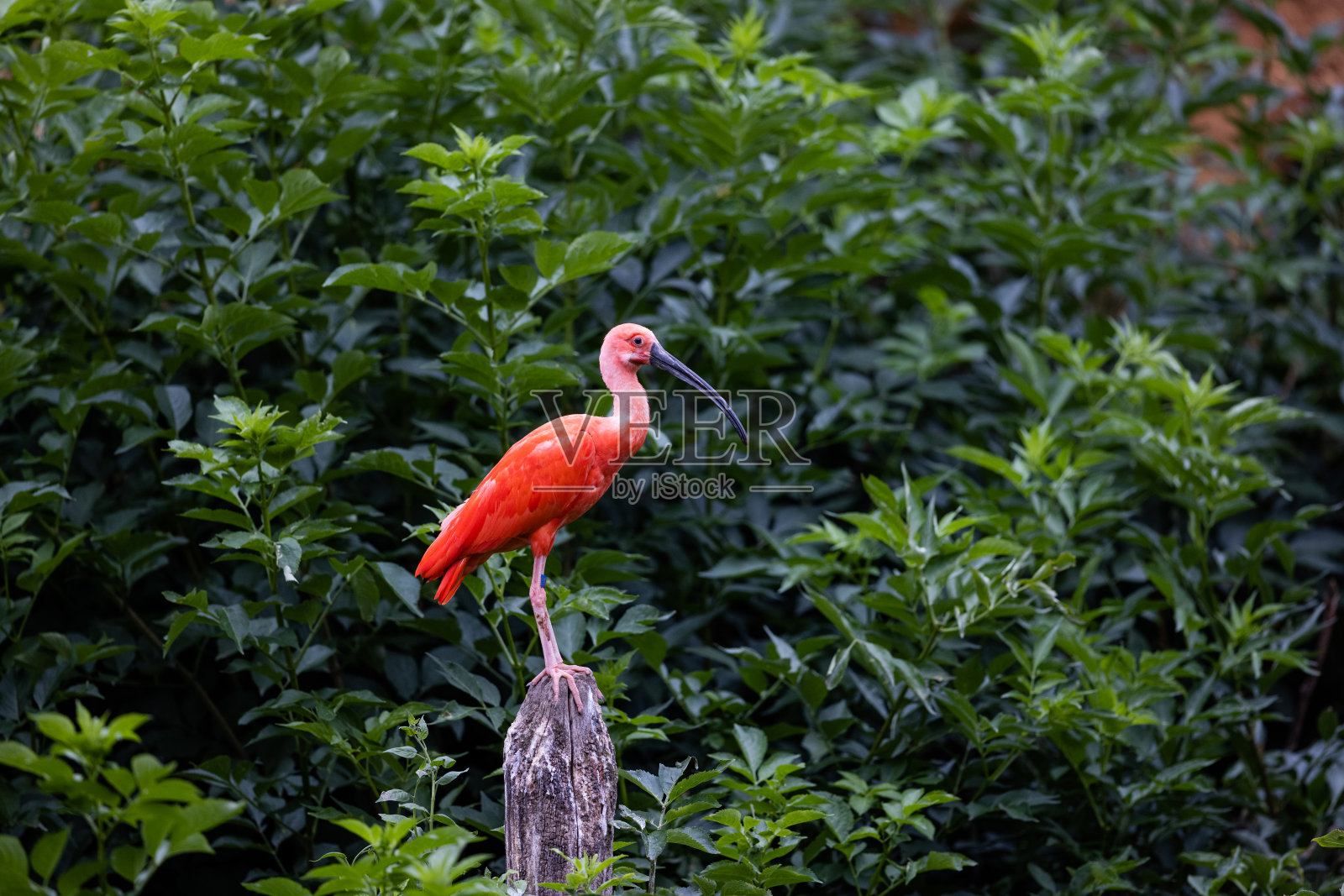 一只朱鹭栖息在树上照片摄影图片