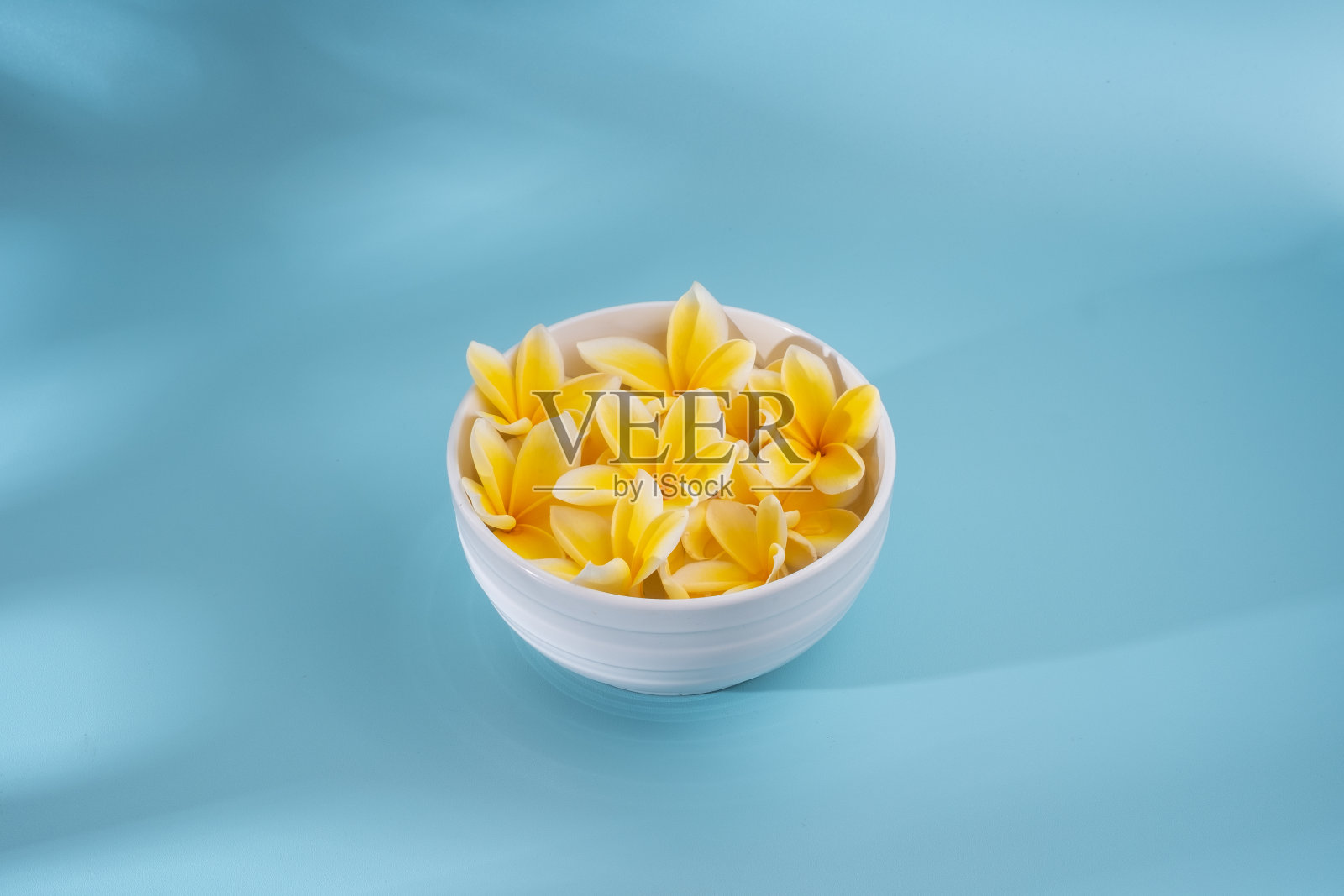 蓝色背景上的鸡蛋花照片摄影图片