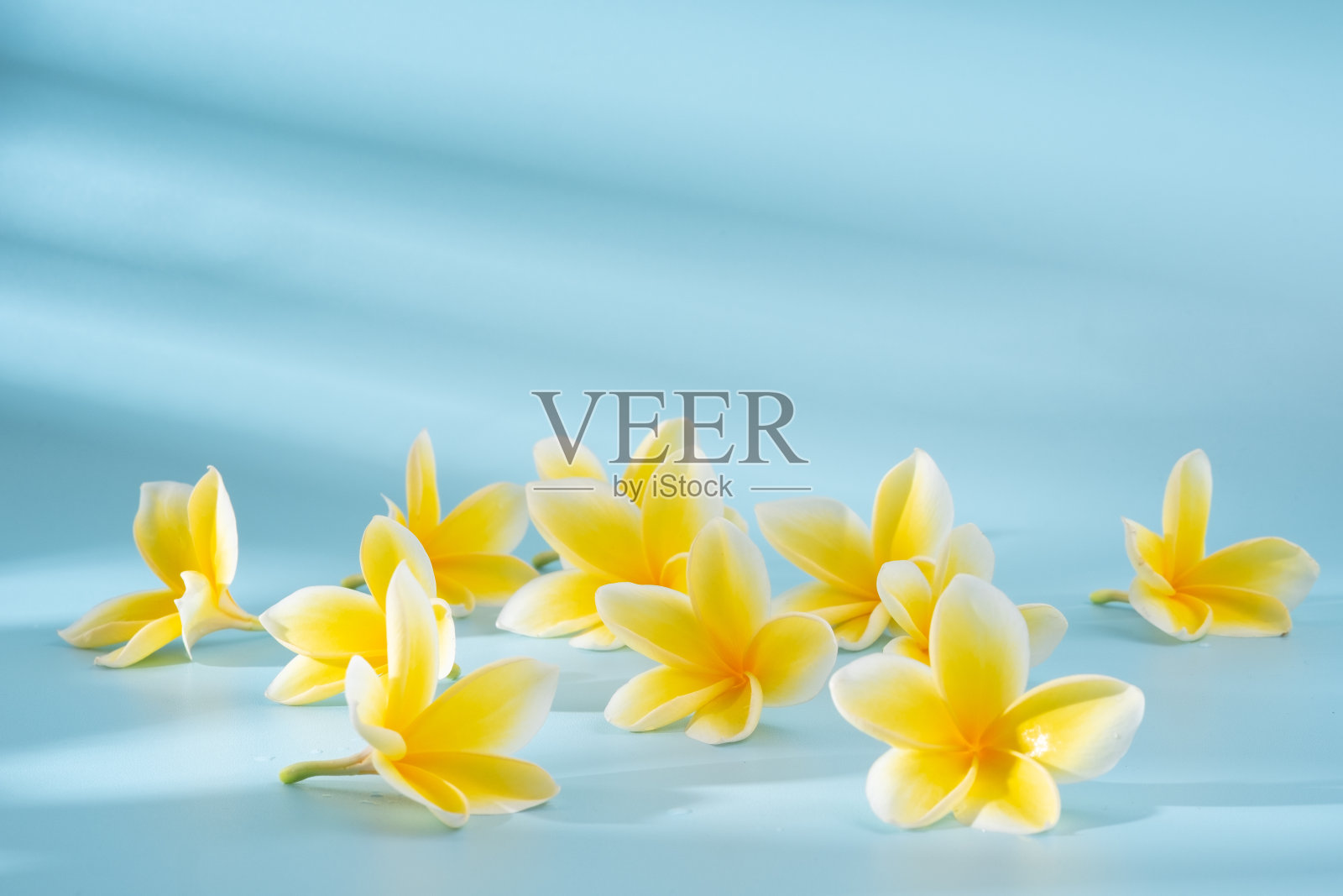 蓝色背景上的鸡蛋花照片摄影图片