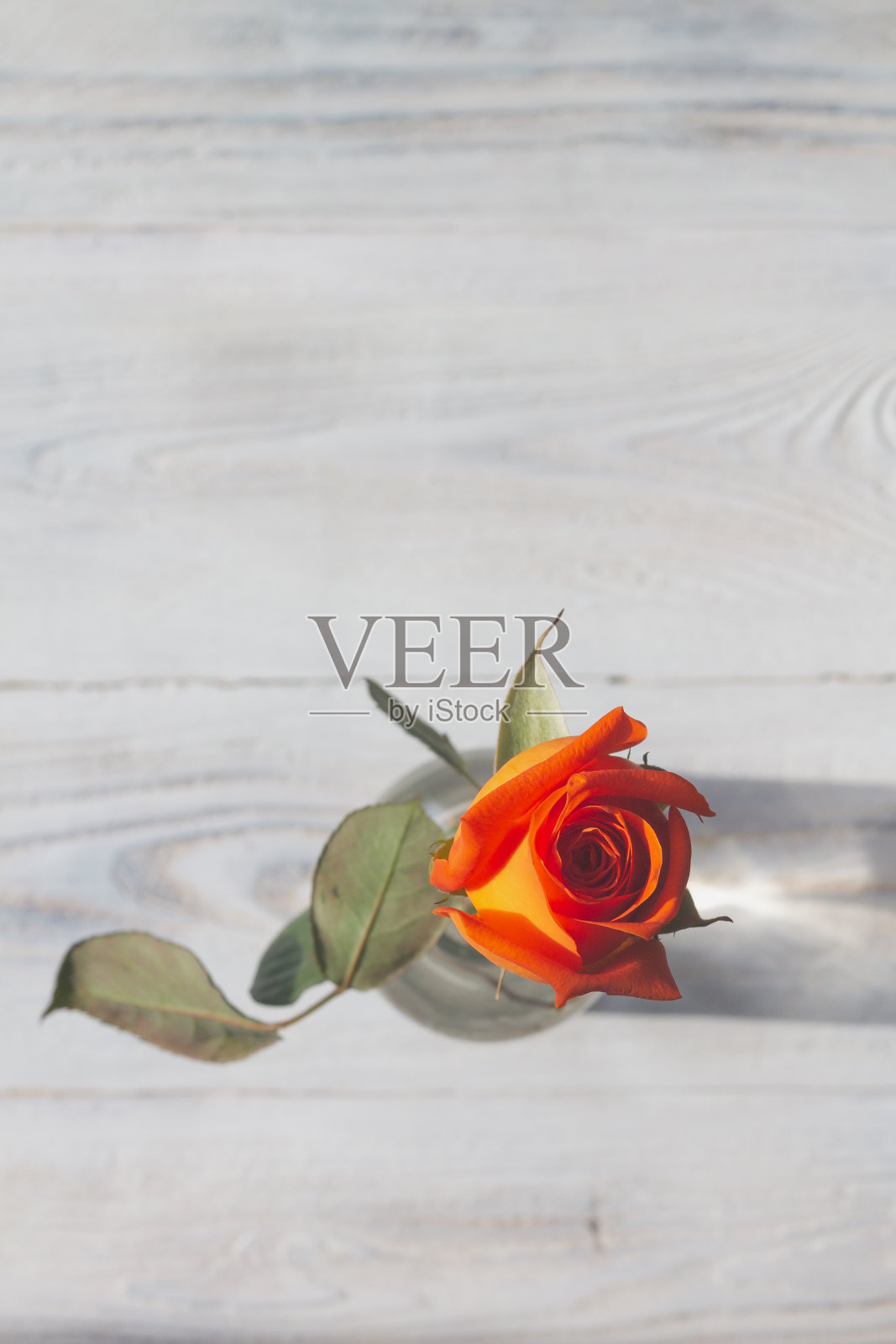 白色背景下玻璃瓶里的红玫瑰。前视图。本空间照片摄影图片