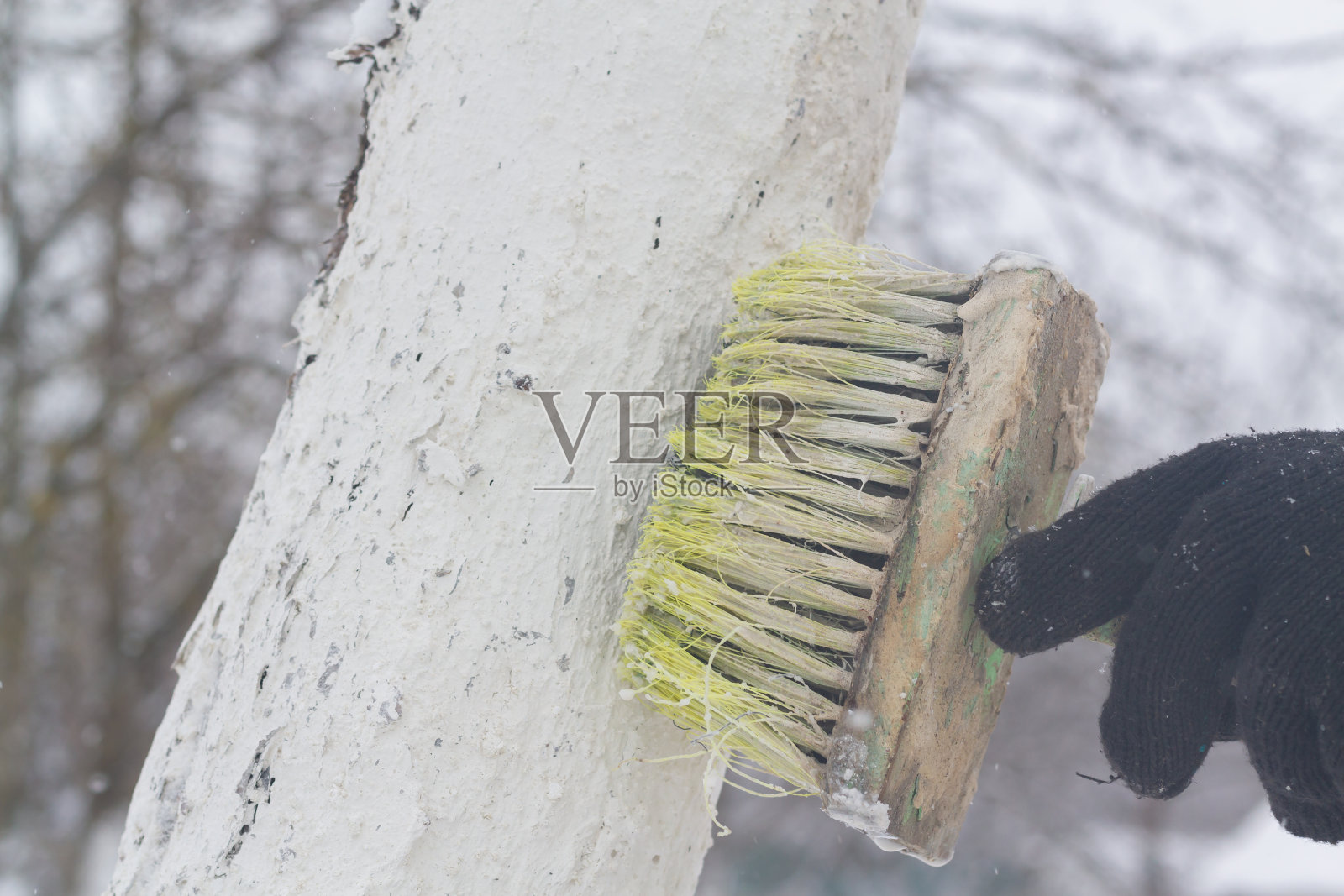 春天或冬天，人们在花园里粉刷树干照片摄影图片