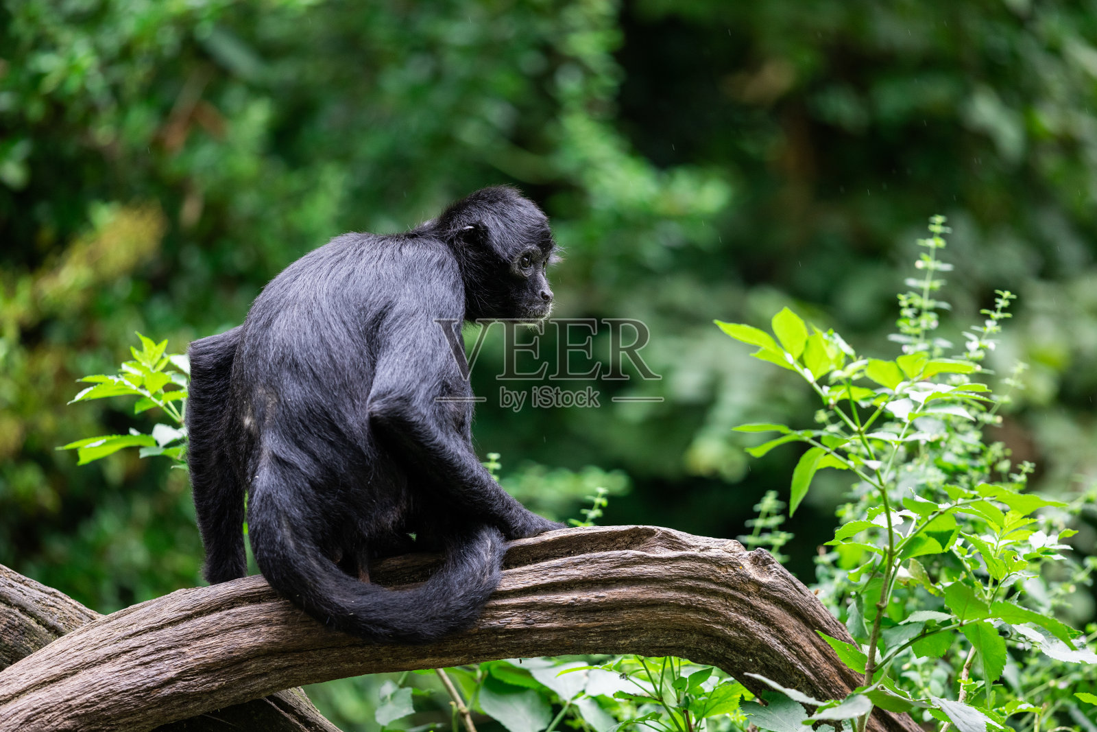 一只棕色脑袋的蜘蛛猴在丛林里照片摄影图片