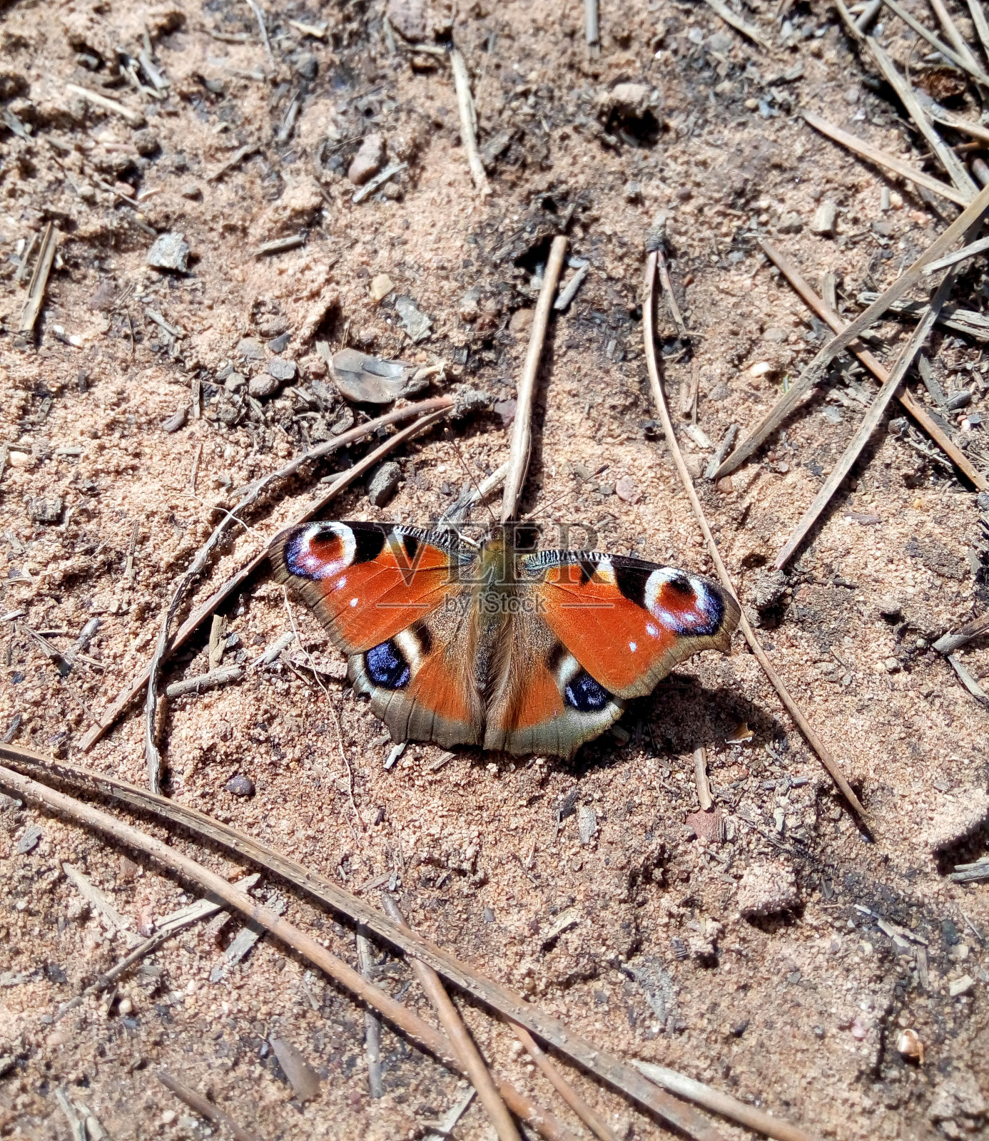 欧洲的孔雀蝴蝶，学名为aglais io，在其环境中也称为inachis io照片摄影图片