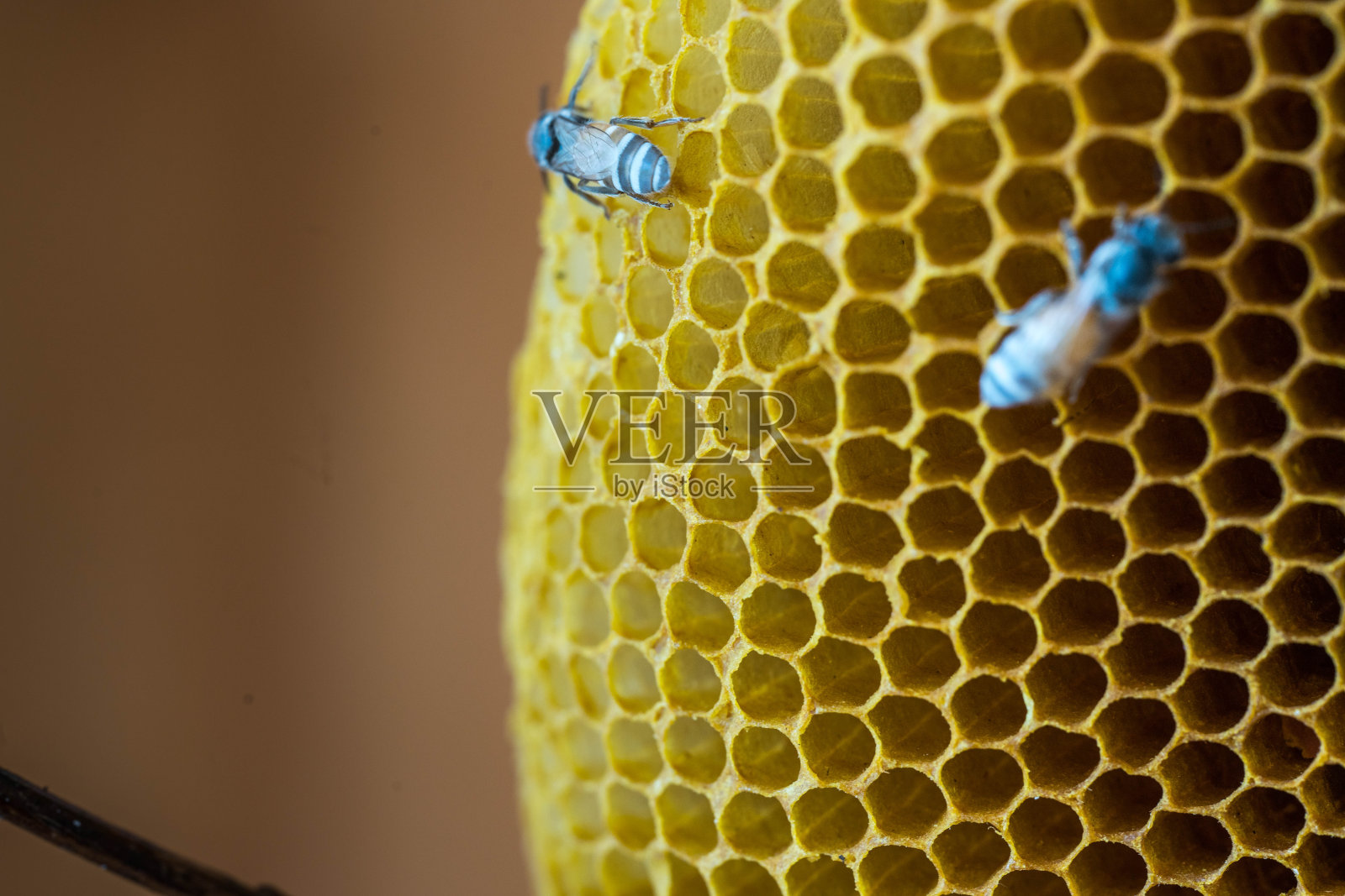 蜜蜂在蜂巢照片摄影图片