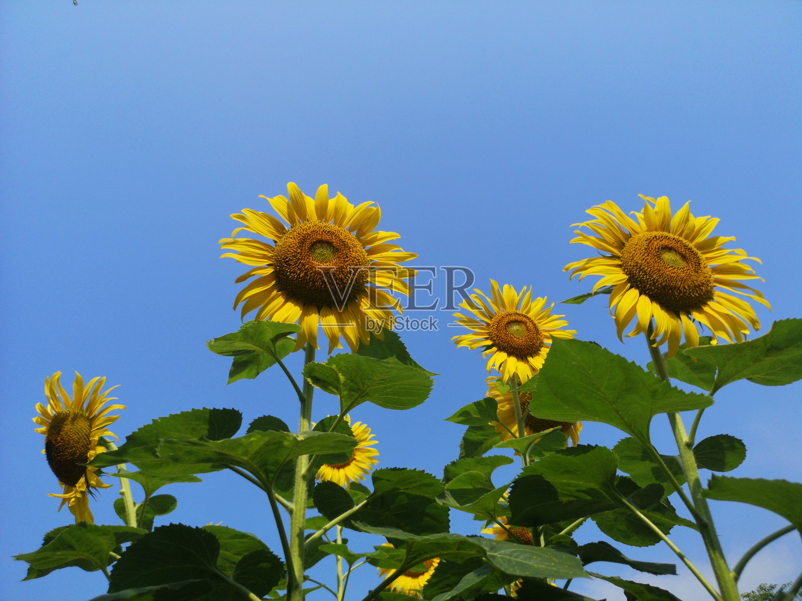 向日葵。向日葵与蓝天白云。夏天的背景，明黄色的向日葵在蓝色的天空。向日葵田与多云的蓝天。照片摄影图片
