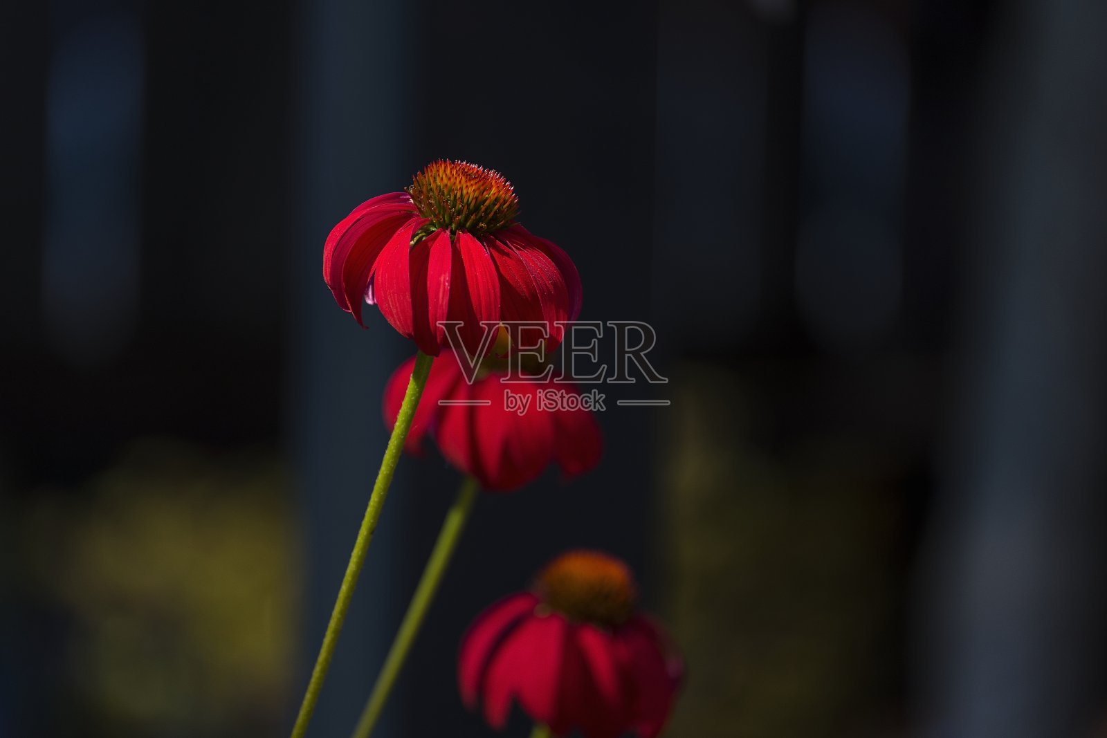 红花叶子纹理照片摄影图片