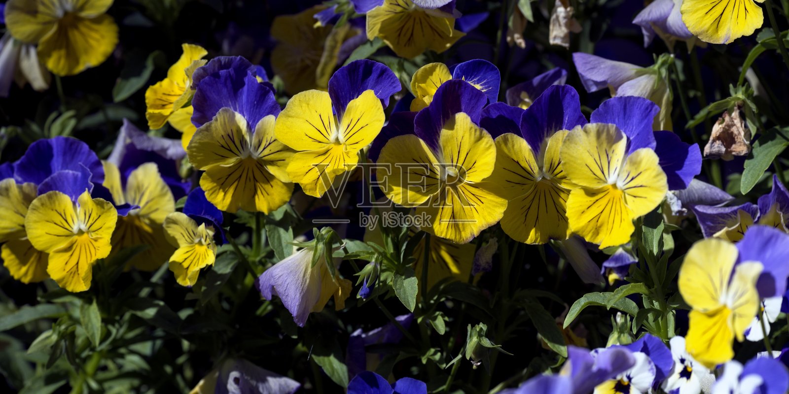 黄色三色紫罗兰2照片摄影图片