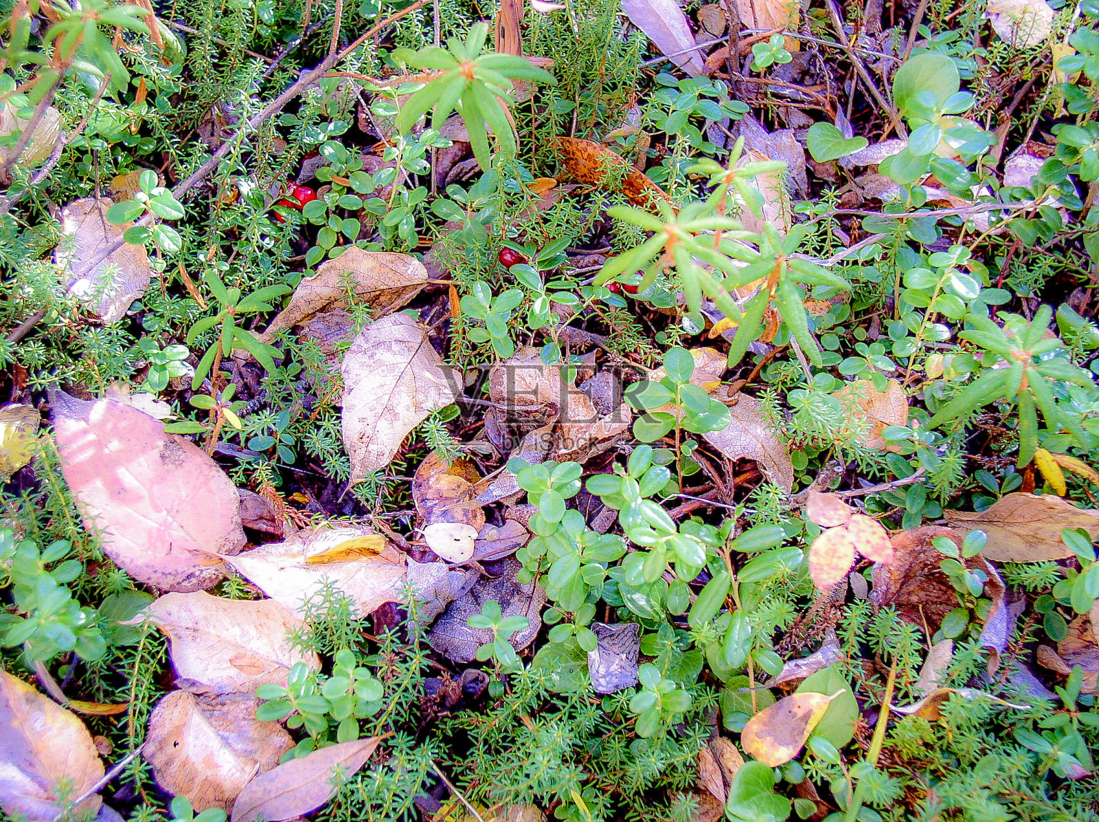 秋天叶子的背景照片摄影图片