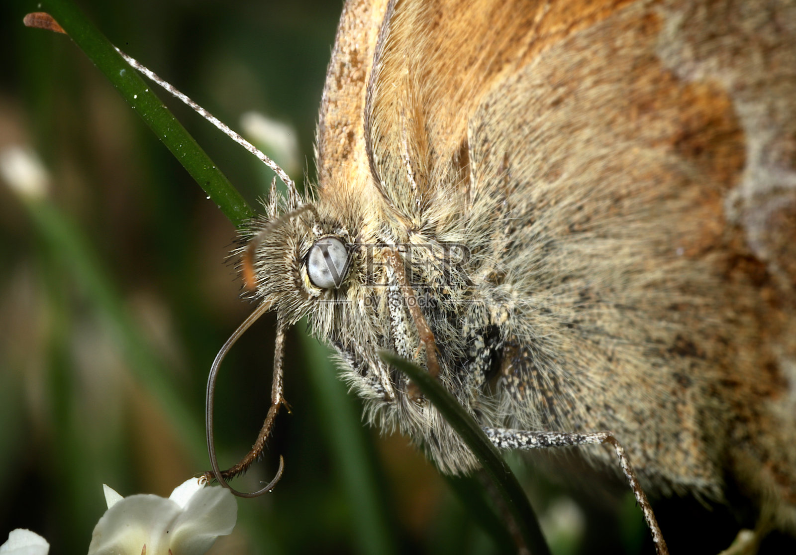 小石南蝶照片摄影图片