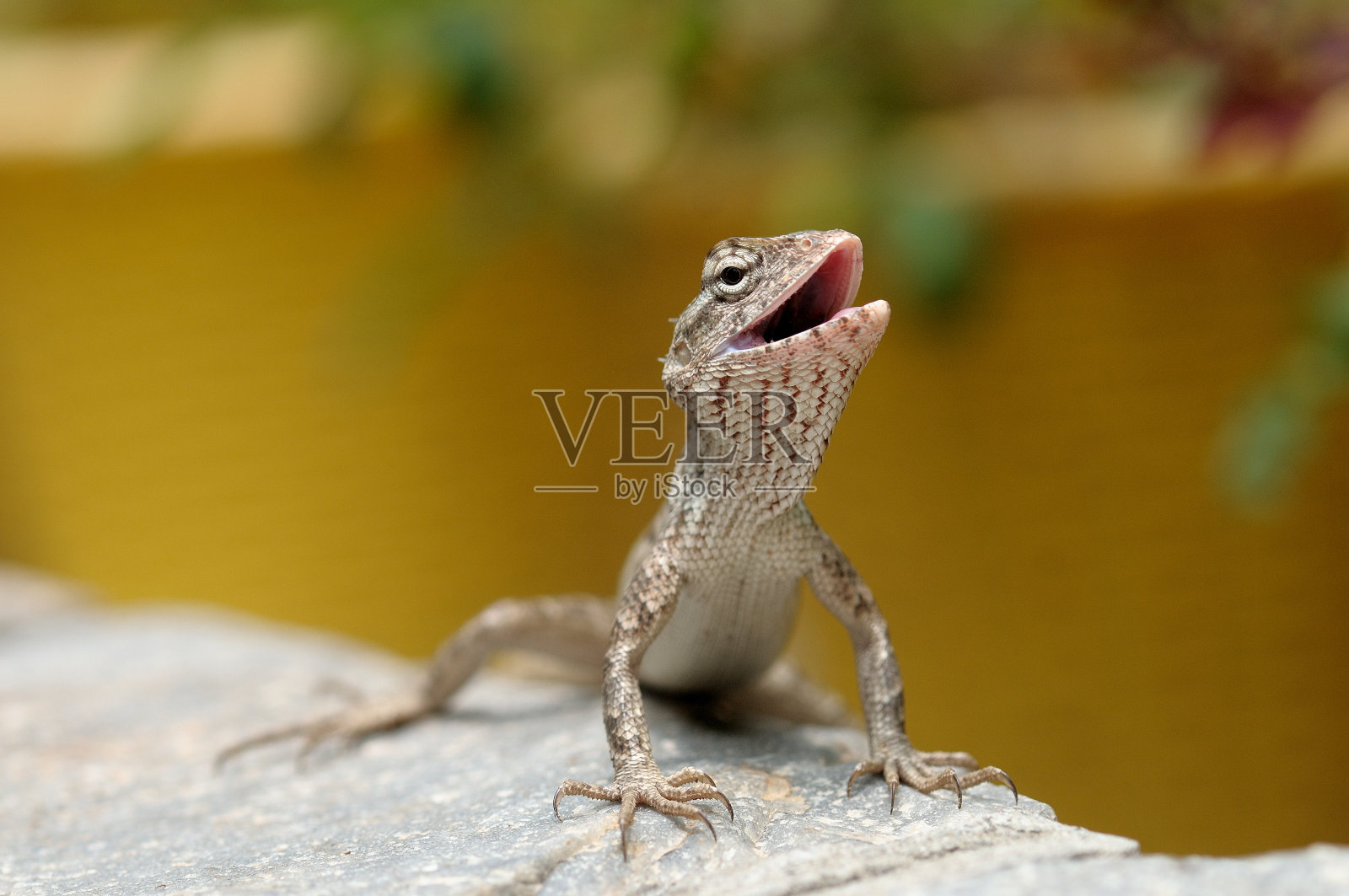 花园的蜥蜴照片摄影图片