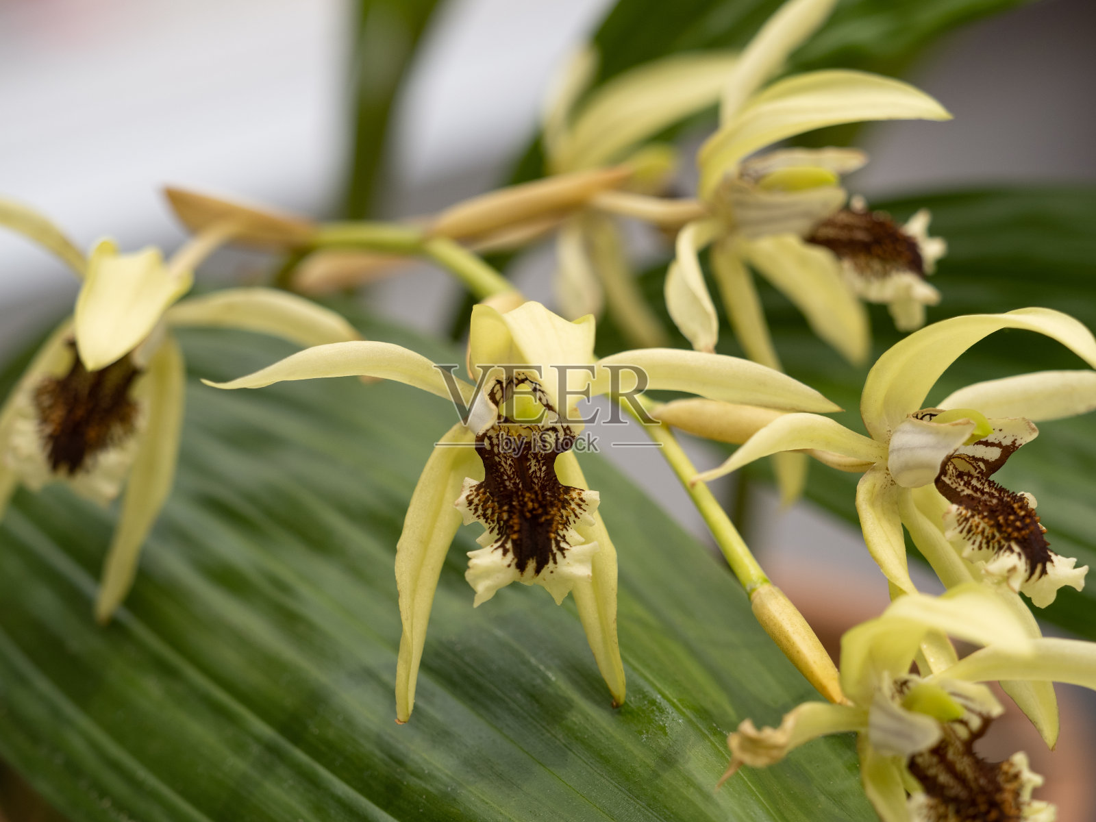 兰花的花照片摄影图片