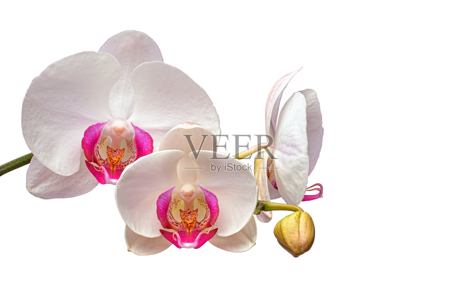 兰花孤立在白色背景上的特写照片摄影图片