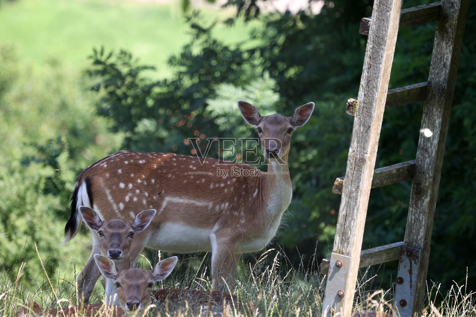 森林边缘的狍家族照片摄影图片