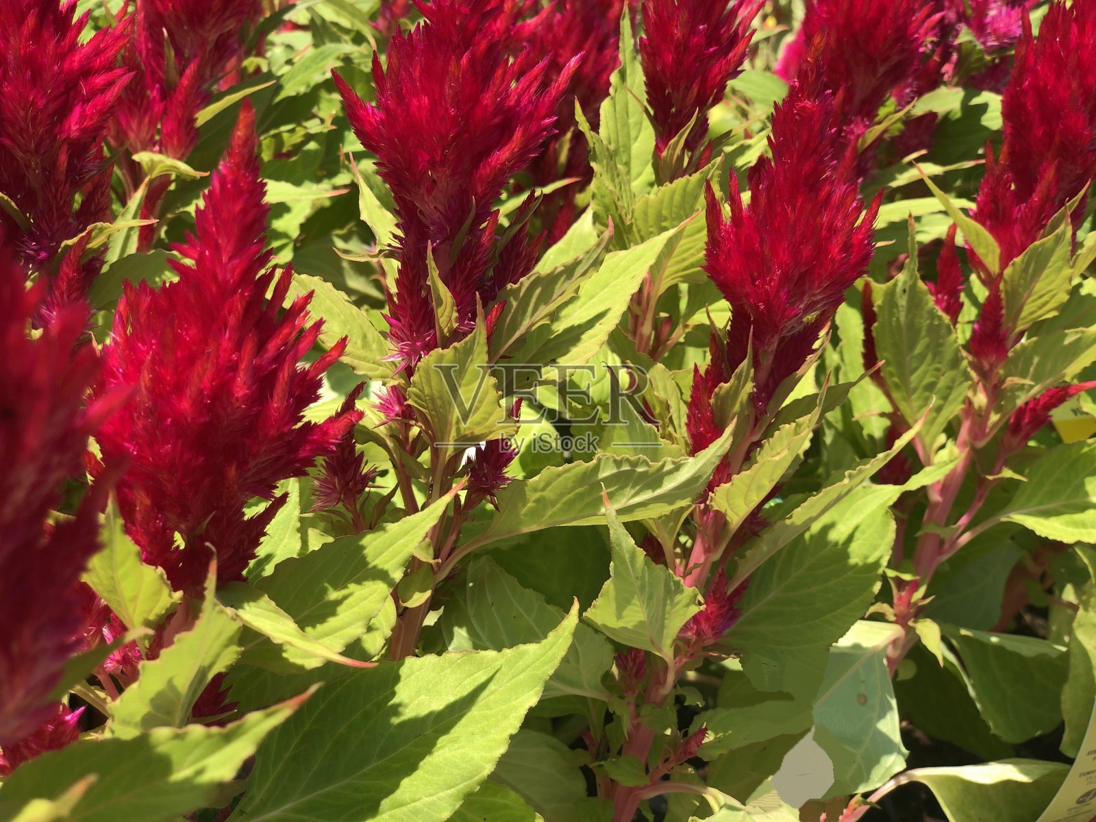 近距离观察明亮的粉红色花照片摄影图片